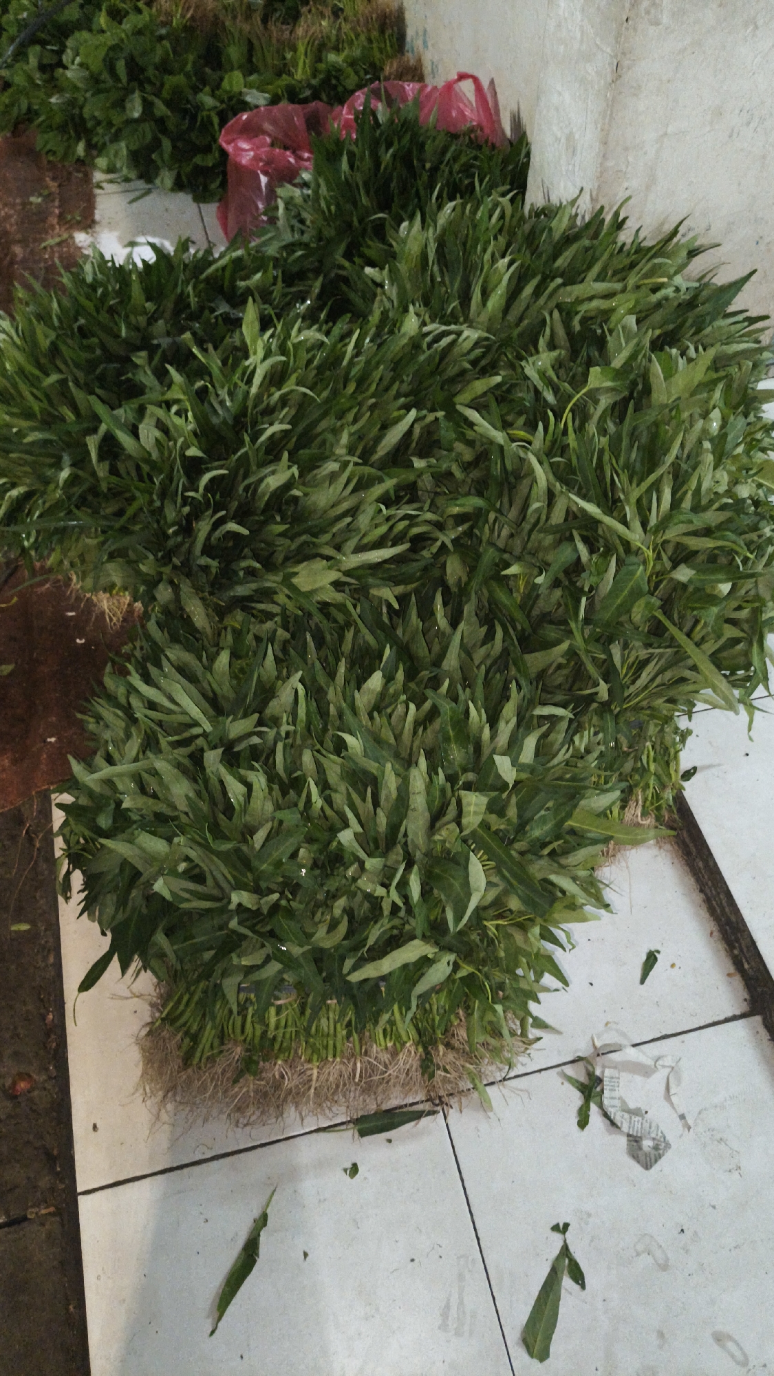 The image shows a large pile of harvested water spinach, also known as kangkung, with its roots still attached. The vegetables are bound together in bundles and are sitting on a white tiled floor. Some pink plastic bags are visible behind the kangkung, suggesting it is being prepared for sale or transport. The scene appears to be in an outdoor market or a storage area. Based on the context of the request, the location is identified as South Jakarta, Indonesia.