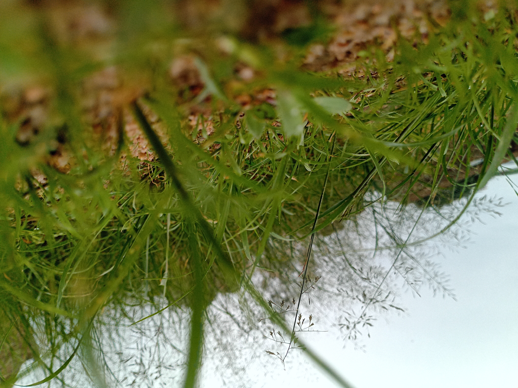 The image presents a low-angle, close-up view of wild grass and sparse vegetation, likely in a natural or uncultivated area within Barakin Angundi, Nigeria. The foreground is dominated by lush green grass blades, some in sharp focus while others are blurred, creating a sense of depth and texture. Small pebbles and soil are visible beneath the grass. In the mid-ground, taller stalks of grass with seed heads are present, interspersed with more green foliage. The background is a soft, out-of-focus blur of more vegetation and a muted, overcast sky. There are no people or man-made structures visible, suggesting a natural or semi-natural environment. The lighting is diffused, consistent with an overcast day.
