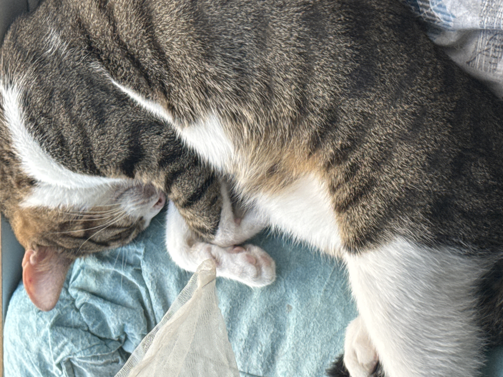 A domestic shorthair cat with tabby markings and white fur is curled up asleep on a light blue, wrinkled fabric surface. The cat's head is tucked in, and its paws are resting near its face. A sheer, white fabric is draped over the cat's body and the surface. The image is a close-up, focusing on the cat's fur and the texture of the fabric. The scene is captured in natural light, casting soft shadows. The location is a private residence in Çiğli, Turkey.