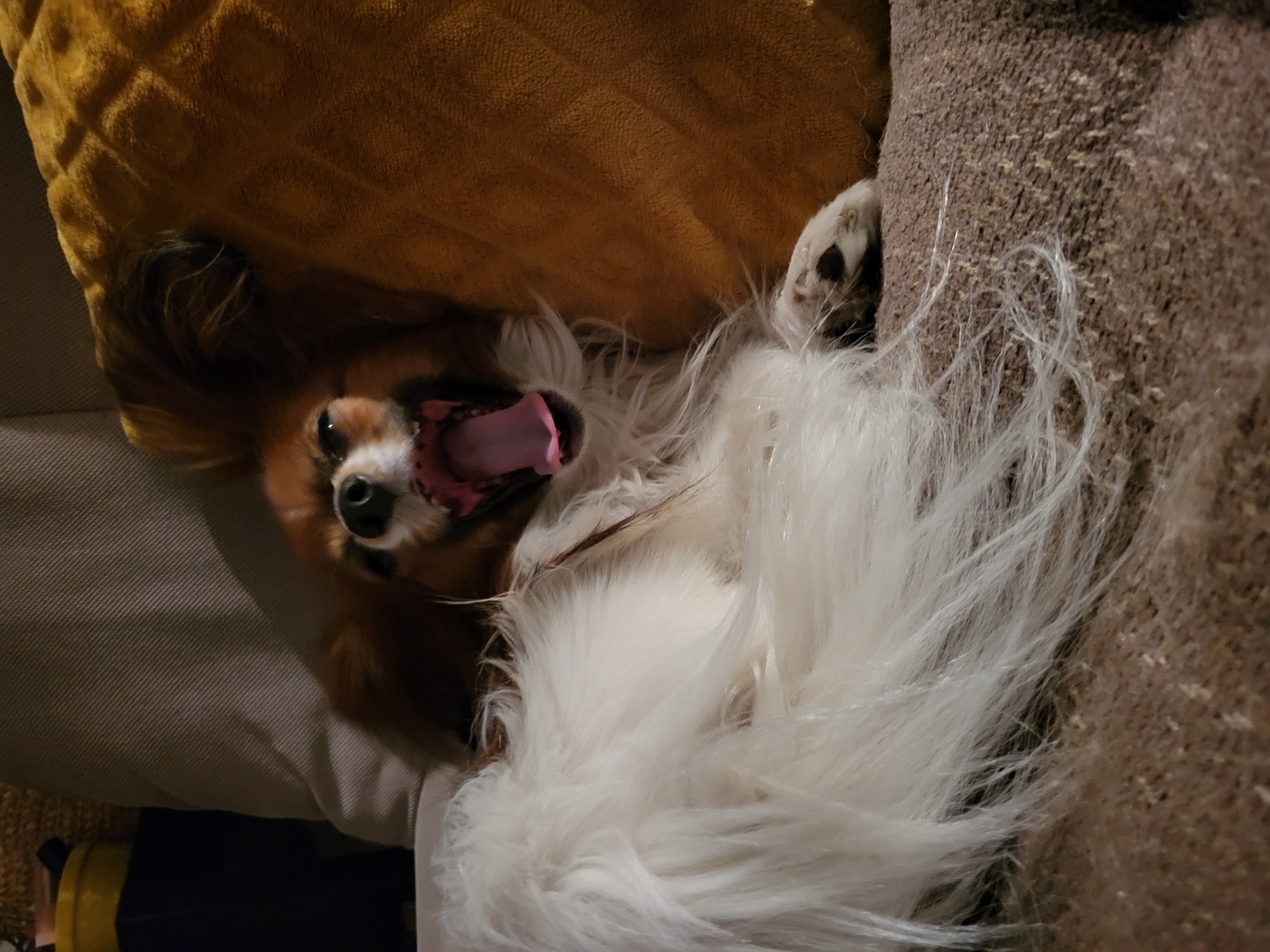 A papillon dog lies on its back on a sofa, appearing to yawn. The dog's head is turned towards the camera with its mouth wide open, revealing its tongue and teeth. The dog's fur is a mix of white and brown. The sofa has a tan cushion to the dog's left, and a brown patterned section to the dog's right. The location in Budva, Montenegro, is not apparent from the image.