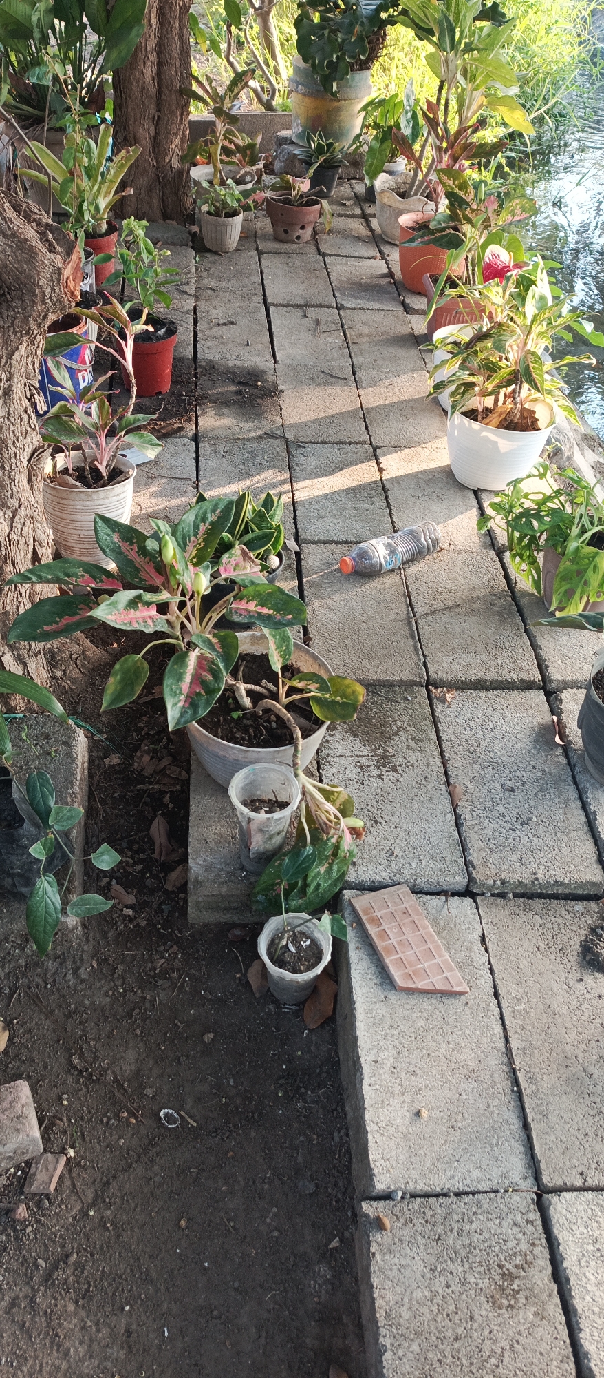 This is a vertical, eye-level outdoor photograph taken in Jatisari, Indonesia, depicting a paved pathway lined with potted plants. The pathway is constructed from large, rectangular concrete pavers, some of which are cracked. To the right of the pathway, a body of water, likely a pond or canal, is visible with reflections on its surface.
The foreground is dominated by a large tree trunk on the left, with a rough, textured bark. Various potted plants are arranged along the pathway. One prominent plant in the mid-ground features broad, dark green leaves with pink variegation, and it is growing in a grey, textured pot. Smaller plants in plastic cups are placed near this larger one, with one showing wilting leaves. Further along the path, a clear plastic bottle with a red cap lies on its side. In the background, more potted plants of various sizes and species are visible, some in decorative ceramic pots. The lighting suggests it is either early morning or late afternoon, with long shadows cast across the scene. The environment appears to be a garden or a residential backyard area.