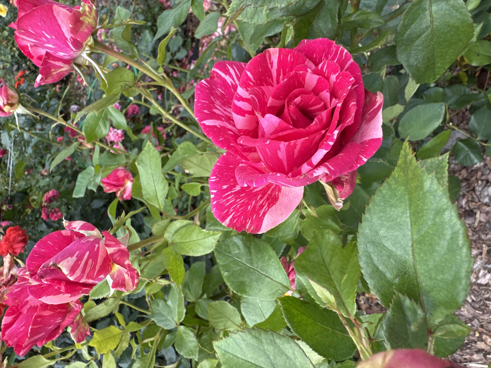 The image depicts a close-up view of a vibrant rose bush in bloom, showcasing several pink and white striped roses. The roses are the focal point, with their petals unfurling to reveal intricate patterns of color. Lush green leaves surround the flowers, some showing a slight variegation of lighter green or pink. The background is softly blurred, suggesting a garden setting with other roses and foliage. The ground beneath the bush appears to be covered with mulch or wood chips. The image does not provide any information about its specific location within the city of Saint Petersburg, Russia, nor does it contain any people or actions.