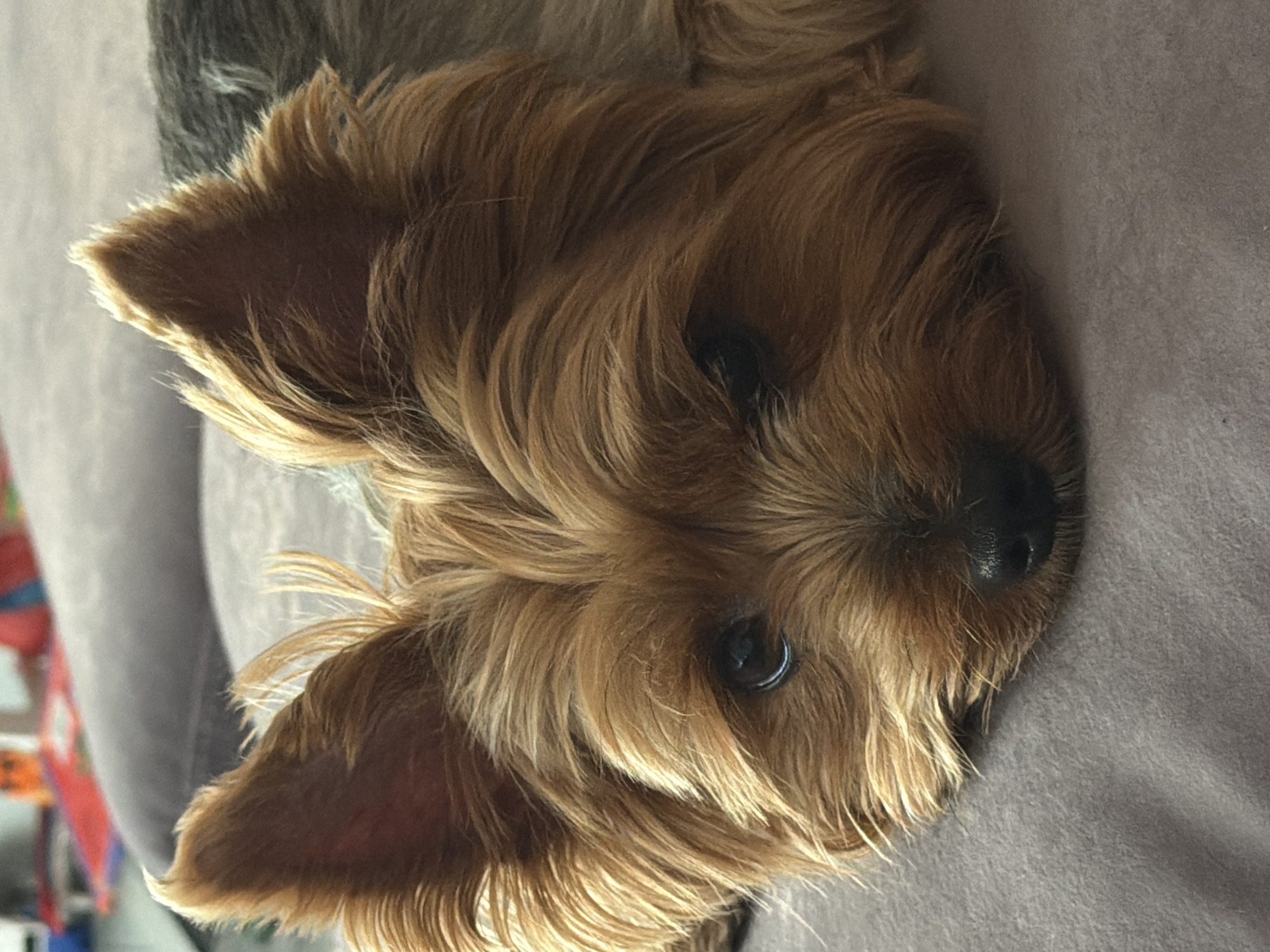 The media file is a close-up, portrait-oriented, over-the-shoulder shot of a Yorkshire Terrier. The dog's face is angled towards the camera, with its eyes visible and looking slightly to the side. Its fur is a mix of golden brown and gray, with a slightly tousled appearance. The dog appears to be lying down on a soft, textured surface, possibly a couch or a blanket, which is gray in color.
Notable details include the texture of the dog's fur, which shows individual strands and a slight sheen, suggesting it is well-groomed. The dog's eyes are dark and appear alert. The lighting in the image seems to be natural, possibly from a window, as evidenced by the highlights on the fur and the subtle shadows. The overall impression is one of domestic comfort and a relaxed pet. There is no visible text in the image. The scene is indoors, in an unknown location. The time of day and weather are not discernible from the image. The emotion conveyed by the dog is one of gentle curiosity or a peaceful disposition.
