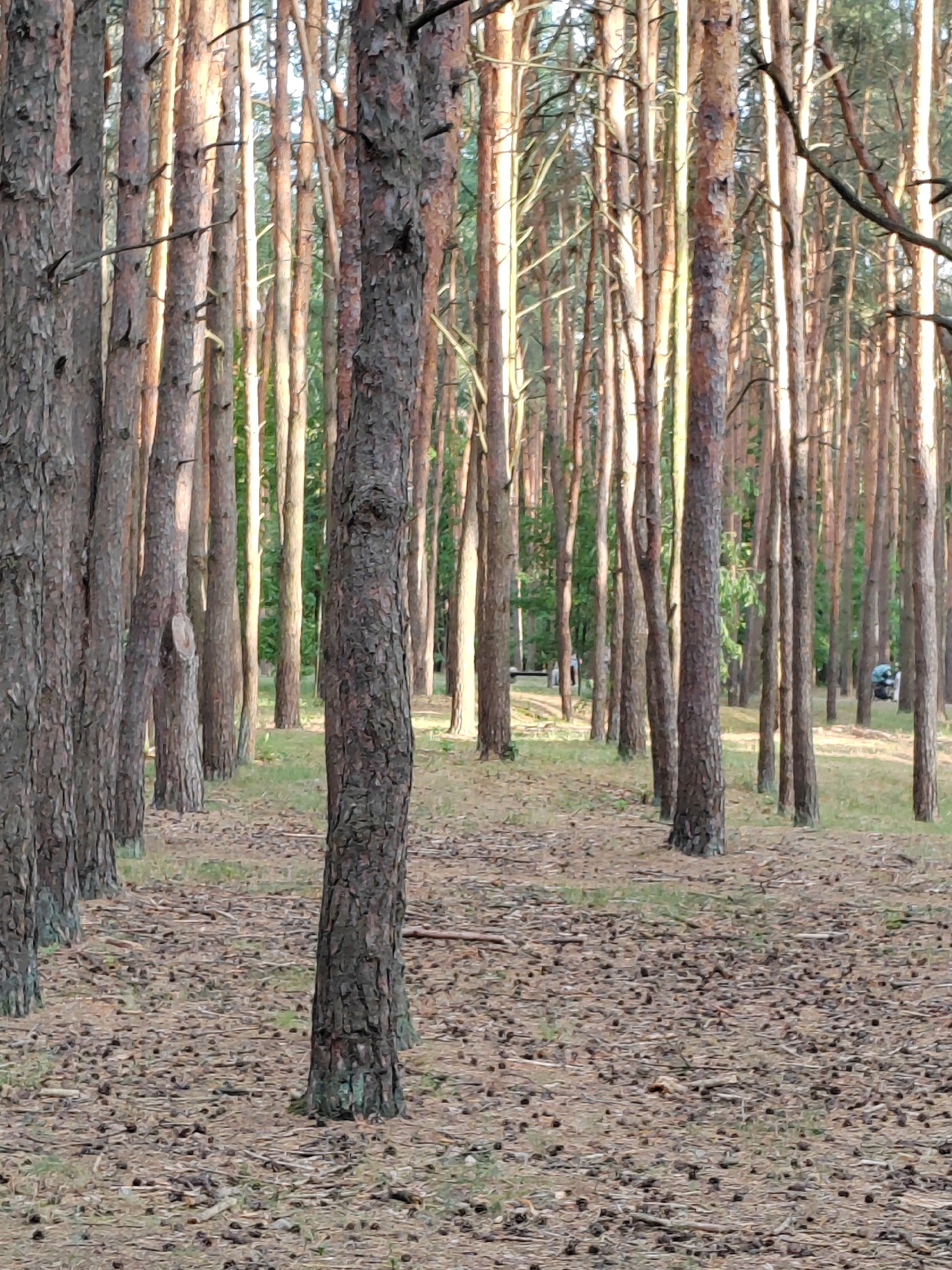 The image depicts a dense forest of pine trees with a thick carpet of pinecones and needles covering the ground. The trees are tall and slender, with rough, textured bark. Sunlight filters through the canopy, creating dappled light and shadow patterns on the forest floor. In the background, there appears to be a clearing with some foliage and possibly distant figures or objects, though they are indistinct. The overall impression is one of a natural, somewhat wild setting. The scene is consistent with an area within the city of Brest, Belarus, such as a park or a forested periphery. There are no discernible human activities or interactions captured in the immediate foreground or mid-ground.