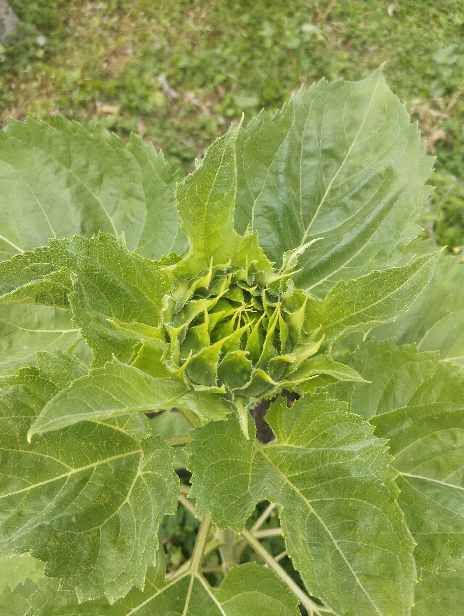 A close-up, overhead shot captures a young, unfurling sunflower bud surrounded by large, green leaves. The bud, at the center of the frame, displays a tightly packed spiral of developing green petals, some with a fuzzy texture. The leaves are broad and ovate with serrated edges and prominent veins, some showing slight discoloration or imperfections. The background consists of blurred green foliage and soil, suggesting an outdoor, natural setting. The image appears to have been taken in Lobnya, Russia, at ground level, focusing on the plant's growth stage. There are no people or animals present.