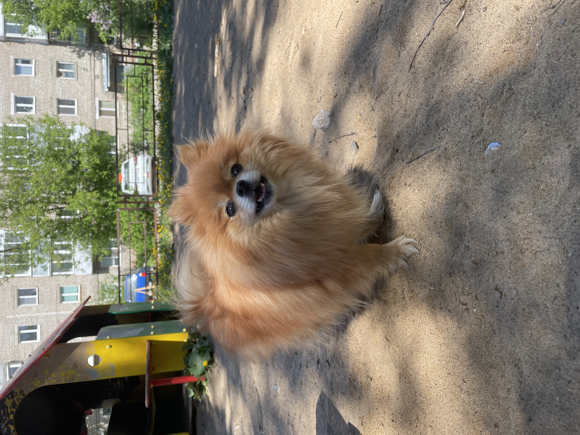 A Pomeranian dog is standing on a concrete surface. The dog has light brown fur and is looking directly at the camera with an open mouth. The background shows a playground with colorful structures. Beyond the playground, there is a view of apartment buildings, suggesting an urban residential area. The scene is located in Perm, Russia. A car is parked in front of one of the buildings. The weather appears sunny.