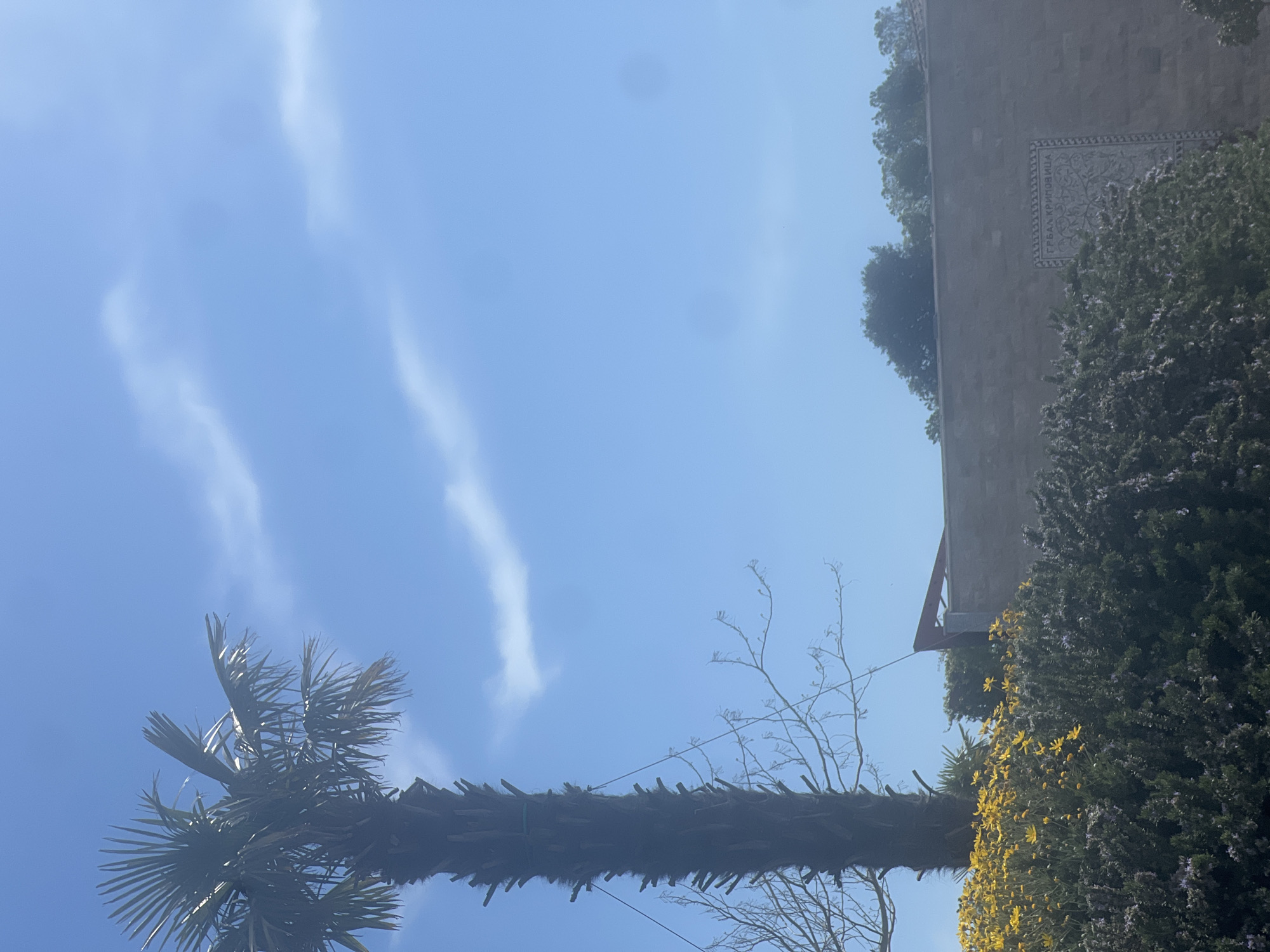 The image shows a view looking up at a clear blue sky with wispy white clouds. A palm tree is visible in the lower left corner. The trunk of the palm tree extends horizontally across the lower portion of the image. Adjacent to the palm tree on the right is a building. There are bushes and trees growing around the building.
The building has decorative elements, including what appears to be a plaque with text and patterns. Yellow flowers are also visible growing on the bushes near the building. The location is Kovačko Polje, Montenegro.