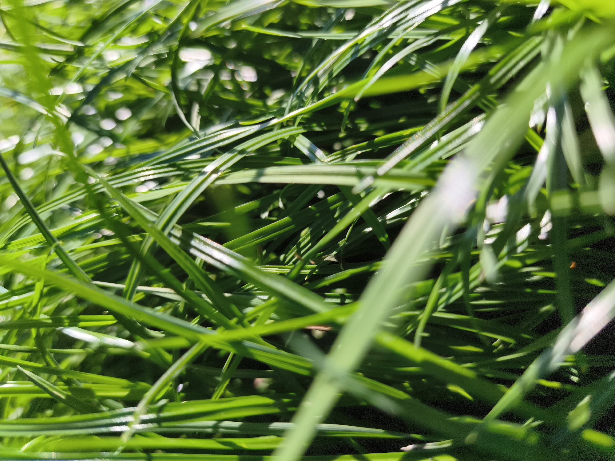 This is a macro photograph of green grass blades. The image is tightly cropped, showing a dense network of grass with some blades in sharp focus and others blurred due to shallow depth of field. Sunlight illuminates the grass from above, creating highlights and shadows. The overall impression is one of natural texture and light. No specific location in Gdańsk, Poland can be identified from the image.