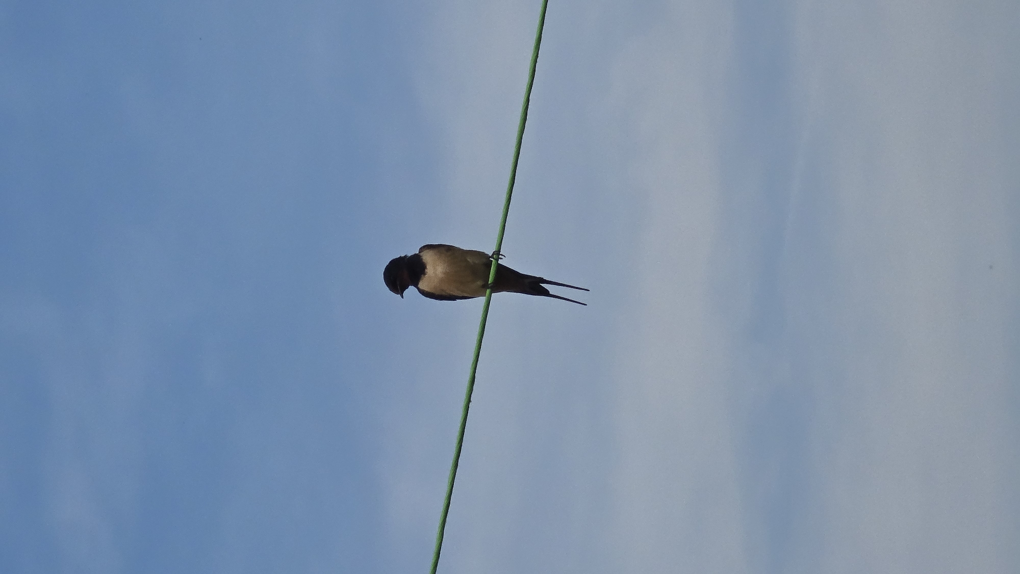 A Barn Swallow (Hirundo rustica) is perched on a horizontal, bright green line against a clear blue sky in Devnya, Bulgaria. The bird is positioned slightly left of the image's vertical center, facing left with its head turned slightly downwards. It exhibits dark upperparts, a pale tan abdomen, and a long, deeply forked tail with extended streamers. The background consists of a predominantly clear, bright blue sky with subtle, wispy white cloud formations. No people or other subjects are present in the scene.