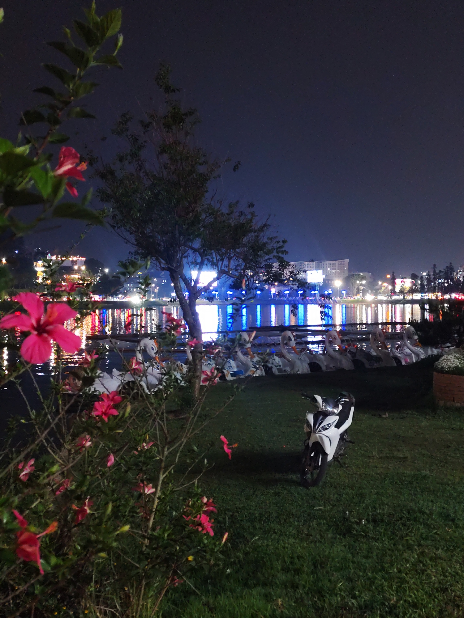 This nighttime photograph captures a picturesque scene by a lake in Da Lat, Vietnam. In the immediate foreground on the left, a bush adorned with bright pink flowers and green foliage partially frames the view. On the right, a white and black scooter is parked on a patch of well-maintained green grass.
The middle ground is dominated by a dark body of water, reflecting a vibrant array of artificial lights from the opposite shore. Lined up along the water's edge are numerous white swan-shaped pedal boats, indicating a recreational area. A tree stands between the flowering bush and the water, adding to the natural elements of the scene.
In the background, the distant shoreline is brightly illuminated by various lights from buildings and streetlights, creating a lively urban or resort ambiance that extends along the lake. The reflections of these lights, particularly blues, whites, and reds, are prominent on the water's surface. The sky above is dark, confirming it is nighttime. The scene suggests a calm and pleasant evening at a popular leisure spot. There is no visible text in the image.