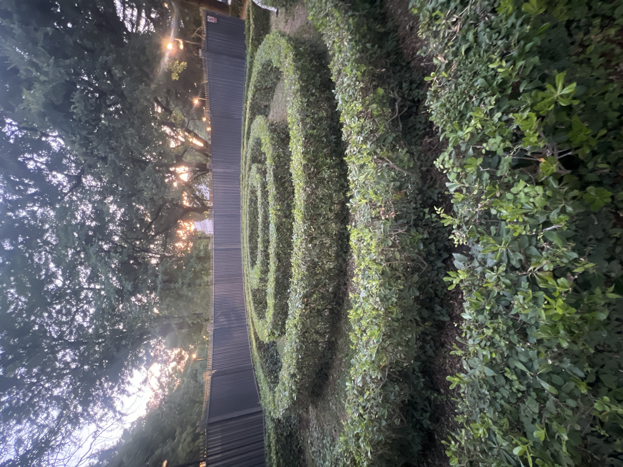 The image captures a top-down view of a meticulously maintained hedge maze at dusk. The maze is circular, with concentric hedges forming spiraling pathways. The hedges are dense and green, with a well-trimmed, uniform appearance. The ground within the maze appears to be covered with dry leaves and soil.
In the background, a dark, slatted fence runs horizontally across the frame, suggesting a boundary to the property. Beyond the fence, the silhouettes of tall trees are visible against a softly lit sky. The setting sun casts a warm, diffused glow through the branches, creating a tranquil atmosphere. A single streetlamp is visible behind the fence, emitting a warm light.
To the right side of the frame, a person's legs and lower torso are partially visible, standing near the edge of the maze. They are dressed in dark clothing.
The scene is consistent with a public park or garden, possibly within a historical or botanical site. Based on the architectural style of the fence and the presence of mature trees, this maze is likely located in a cultivated outdoor space. Given the request for a location in Podgorica, Montenegro, the scene is presumed to be within one of its parks or gardens.