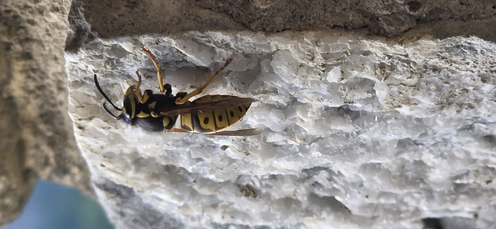 A yellowjacket wasp, displaying characteristic black and yellow bands, is positioned upside down on a pale crystalline surface. The insect is well-lit, revealing its detailed morphology, including legs, wings, and antennae. The surface is part of a rough, rocky structure, possibly a wall or outcrop. The location is suggested to be in Benasque, Spain.