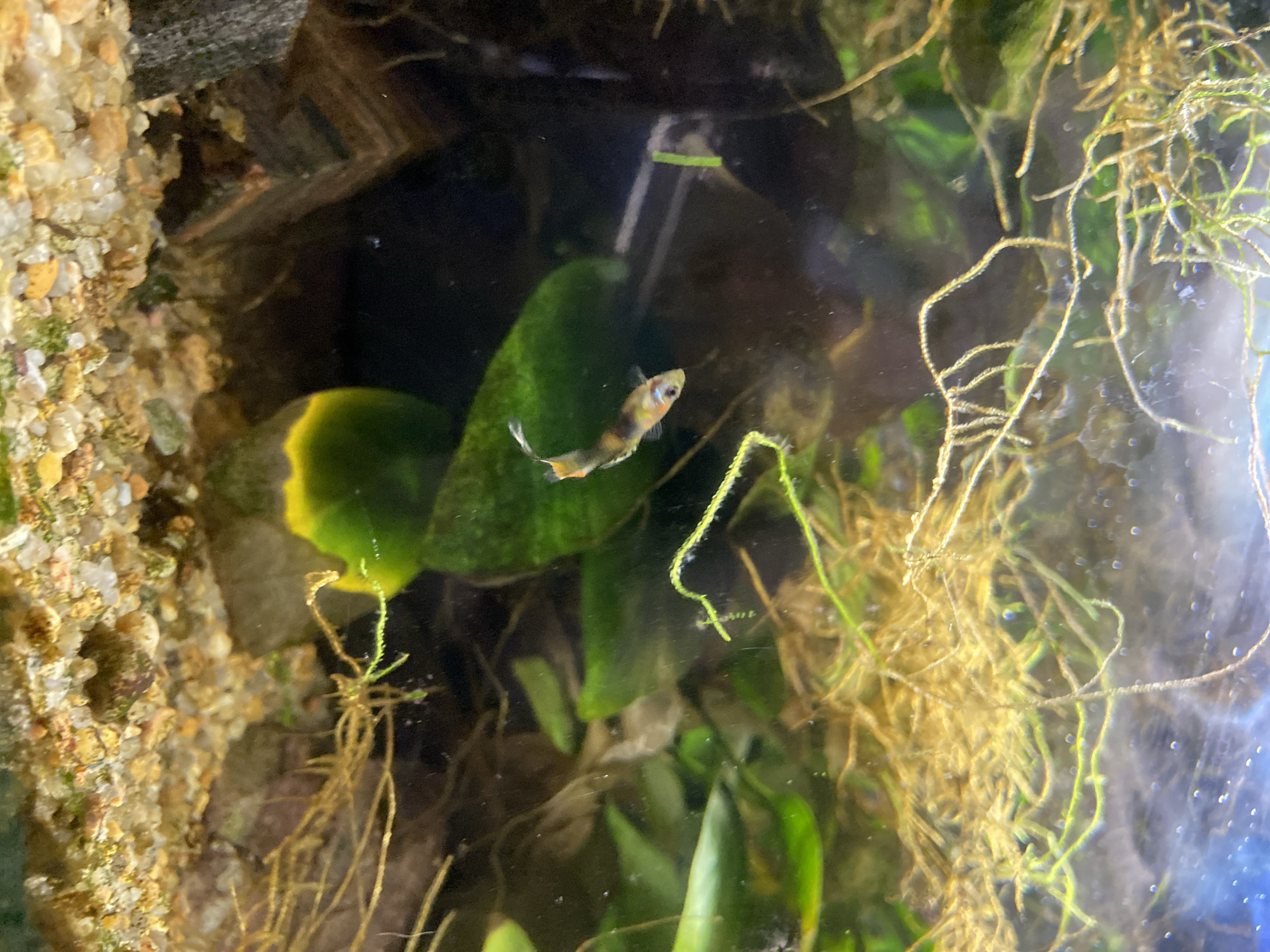The image shows a small aquarium containing water, plants, gravel, and a fish. The fish is positioned near the center of the frame, oriented horizontally. The tank contains green plants, rocks, and what appears to be algae or moss on the surface. The overall environment suggests an indoor setting. There are bubbles along the right side glass panel. The location is unknown.