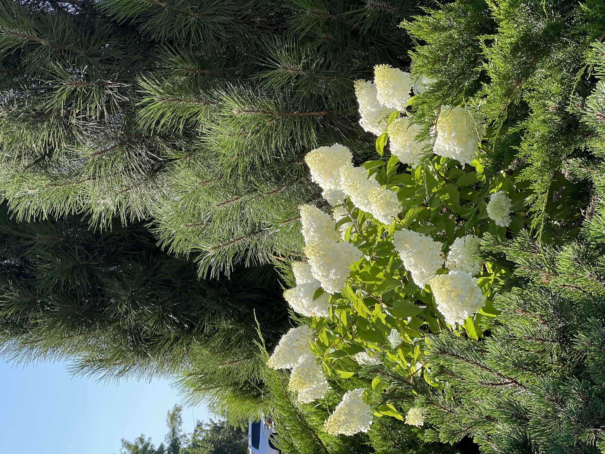 A medium-shot photograph captures a cluster of white hydrangeas in full bloom, set against a backdrop of lush green pine trees and other evergreen shrubbery. The hydrangeas, with their dense, conical flower heads, are the primary focus in the foreground, their white petals tinged with a pale yellow hue in places. They are supported by green foliage. The pine trees, tall and dense, occupy the middle and background, their needles creating a textured, dark green canvas. The overall scene is bathed in bright, natural sunlight, casting subtle shadows and highlighting the vibrant greens and whites of the flora. The sky above is a clear, light blue, indicating a sunny day. In the far left background, a portion of a light-colored vehicle and hints of distant foliage suggest an outdoor setting, possibly a garden or park in Fontanka, Ukraine, though this cannot be definitively confirmed from the image alone. No people or animals are visible in the frame.