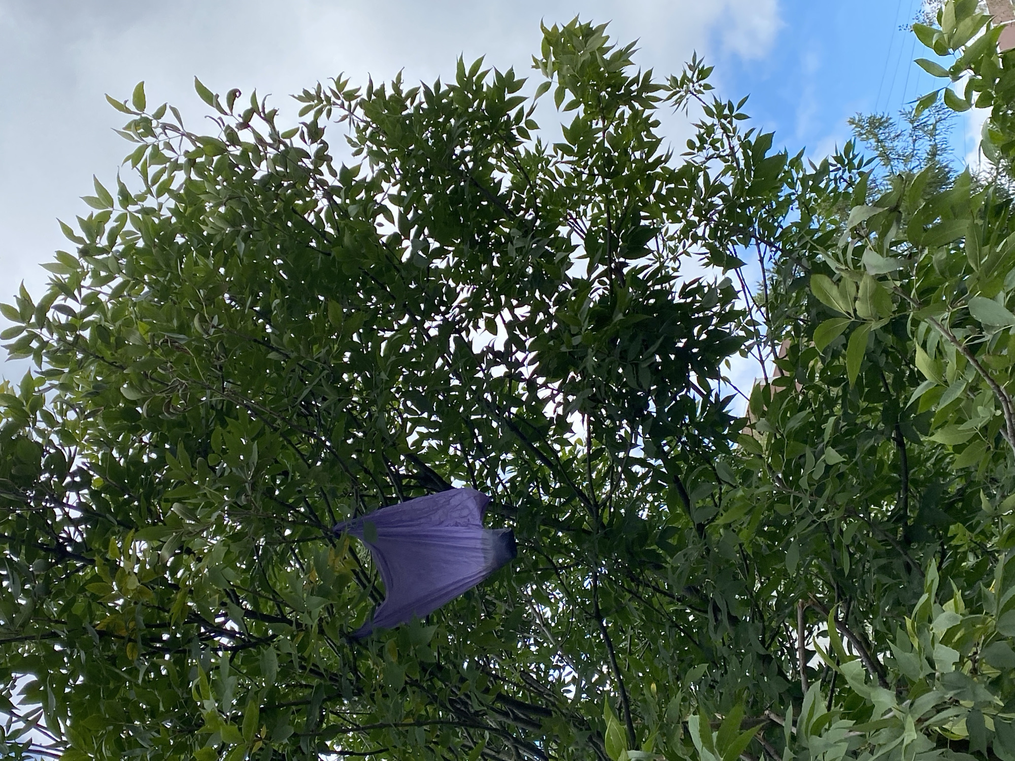 A purple plastic bag hangs from a tree branch amidst green leaves. The bag is partially open and appears to be empty. The sky is visible through the leaves, with patches of blue and white clouds. The scene is set outdoors in a location that is not specified, but the presence of a tree and sky suggests an outdoor environment within a city or suburban area.