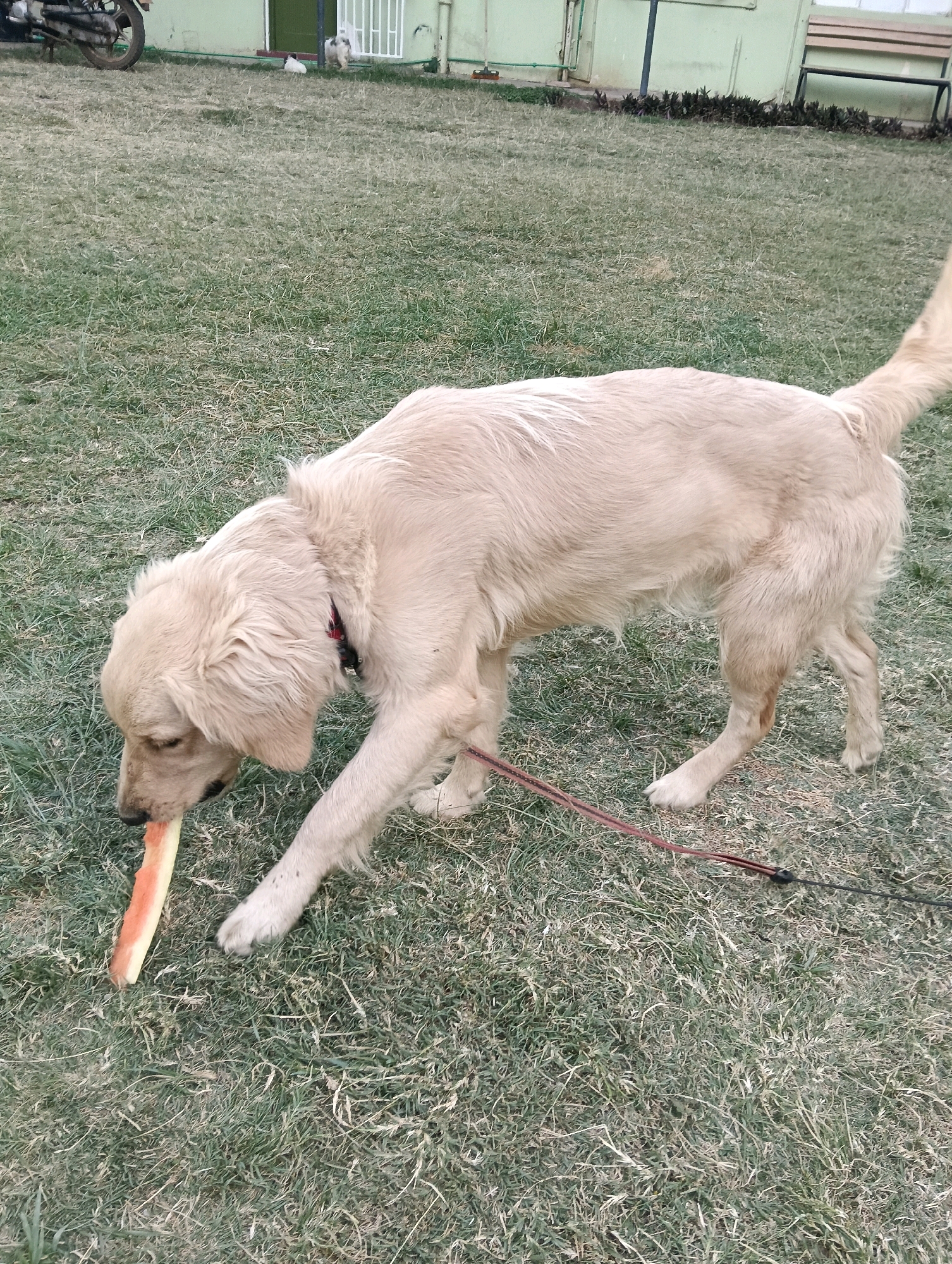 A light-colored dog, possibly a Golden Retriever, is standing on a patch of dry grass, holding a piece of watermelon in its mouth. The dog is wearing a red collar and is attached to a dark leash. In the background, there is a green building, a motorcycle, and a wooden bench. The scene appears to be outdoors in a park or yard, likely in Nairobi, Kenya, given the presence of dry grass and the general setting. There are no people visible in the frame.