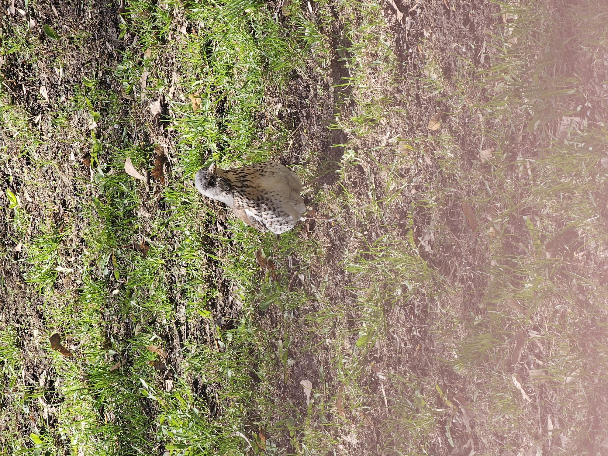 The image shows a bird, possibly a corn crake, standing on ground covered with grass and dirt. The location is unspecified and there is no indication that this is Moscow, Russia.