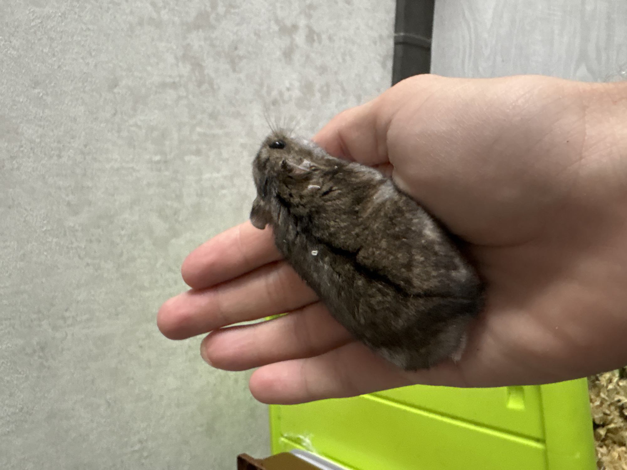 A small, grey-brown hamster is being held in an open palm of a hand. The hamster is facing to the right, with its head tilted slightly up. Its fur appears somewhat ruffled. The hand holding the hamster is light-skinned. In the background, to the left of the hand, is a bright green plastic container, possibly a pet carrier or cage, with wood shavings visible inside. Behind the hamster and hand, the background consists of a textured, light-colored wall and a dark grey baseboard. The lighting appears to be natural or indoor ambient light. There are no visible signs or landmarks that indicate a specific location in Vladivostok, Russia. The scene is a close-up view of a pet interaction.