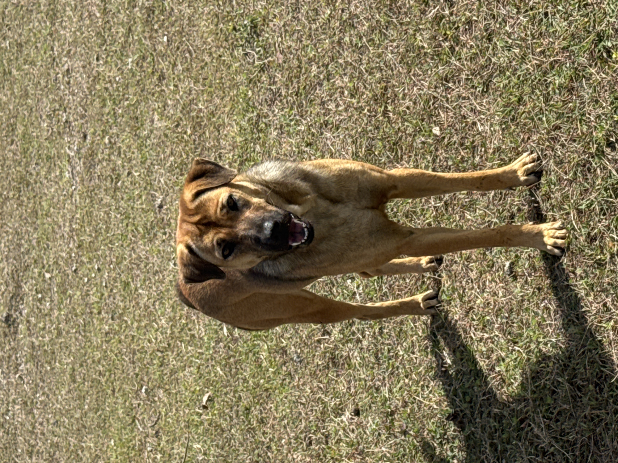 A medium-sized, tan-colored dog with dark brown markings on its face and ears stands in a grassy, outdoor area. The dog is facing the camera with its mouth slightly open, appearing to pant. Its fur is short and appears somewhat tousled. The ground is covered in dry, patchy grass with some sunlight and shadow visible. The background is out of focus, showing more of the same grassy terrain. The scene is set in Kuta Selatan, Indonesia.