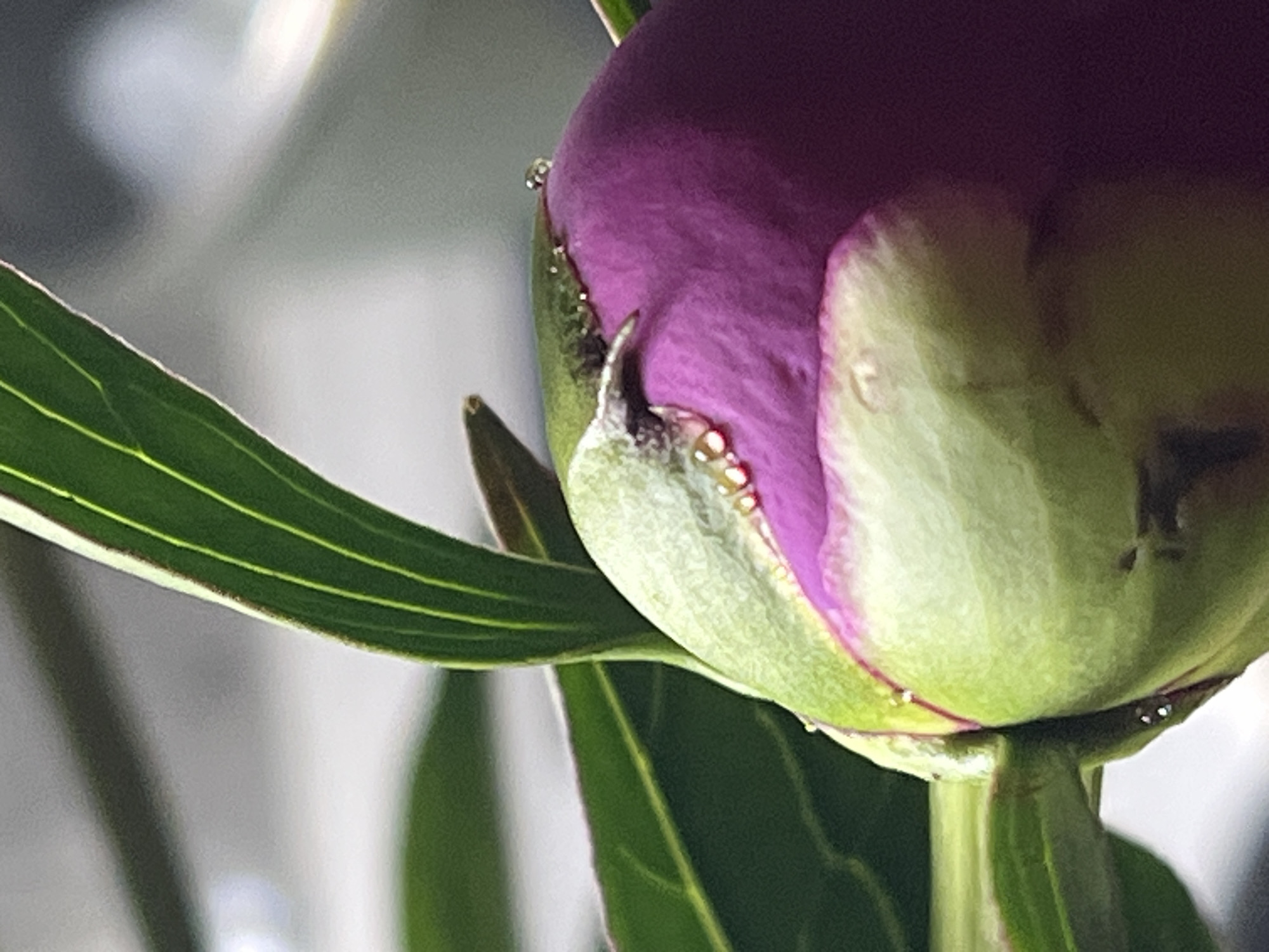 The image shows a close-up of a vibrant purple peony bud with green sepals, glistening with water droplets. The focus is on the bud's textured surface and the delicate droplets of water that highlight its form. Green leaves, out of focus, frame the bud. The background is blurred, creating a soft, diffused light that enhances the colors of the flower. No people or any specific location in Noviy, Russia, are visible in the image.