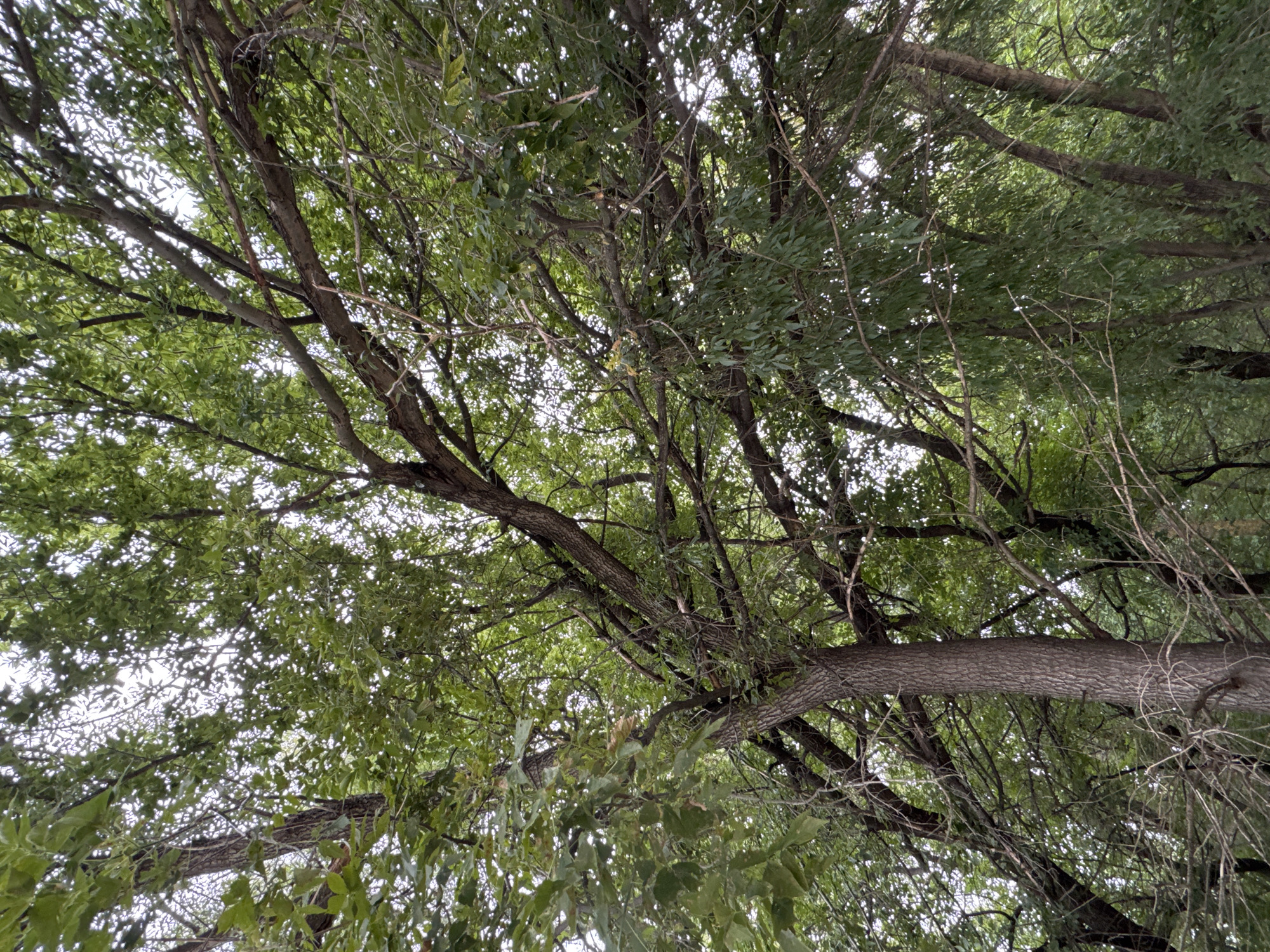 The image shows a dense canopy of green foliage and branches of trees, viewed from below, looking upwards. The sky is visible through gaps in the leaves, appearing overcast. The branches are varied in thickness and arrangement, with some bare, thin twigs interspersed among the leaf-laden ones. The bark of the visible tree trunks is rough and textured. The scene appears to be an outdoor natural environment, likely a park or wooded area within the city of Ufa, Russia. There are no people or discernible man-made objects in the frame.