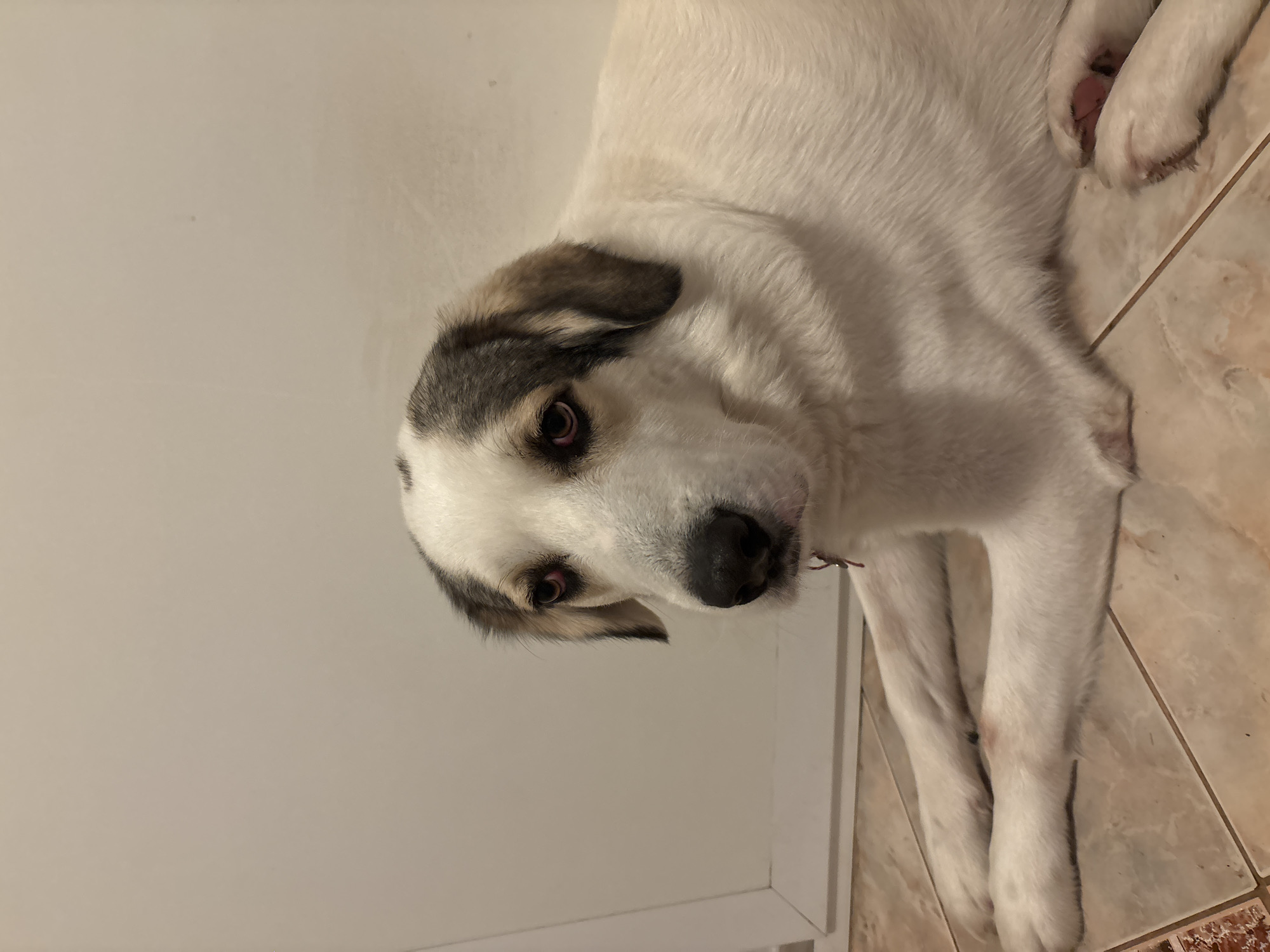 A medium-sized, white and grey dog is lying on a tiled floor. The dog has grey fur on its head, mostly around the ears. The tiles are beige with brown patterns. There's a white baseboard and wall behind the dog. The location is unknown, and I am unable to verify the city.