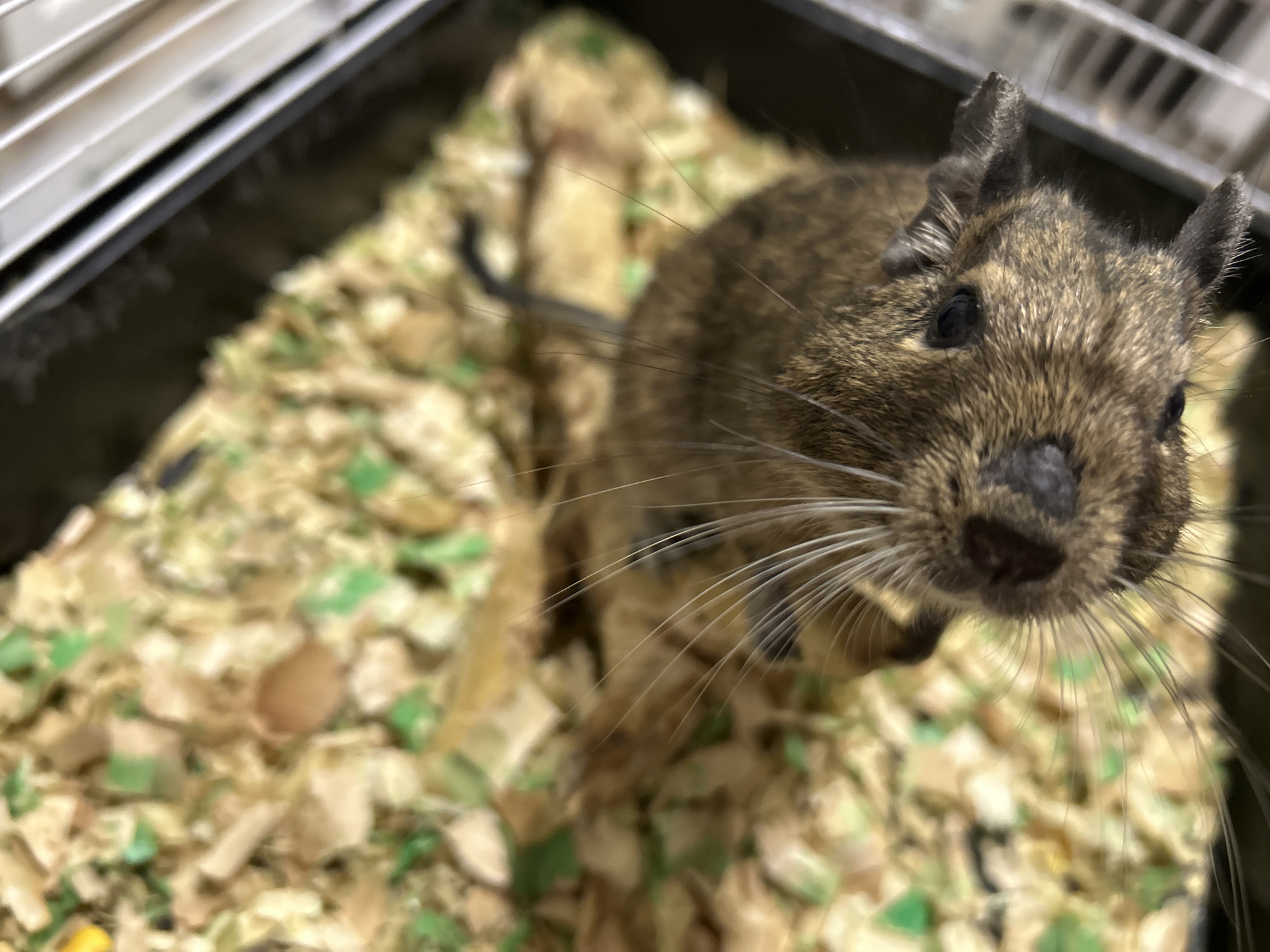 The image shows a close-up, high-angle view of a degu in a cage with wood shavings and green bedding. The degu is a small rodent with brown and grey fur, large ears, and long whiskers. Its head is turned towards the camera, and its eyes are dark and beady. The degu's paws are visible, and it appears to be resting on the bedding. The cage bars are visible in the background on the right side of the image. The image does not provide any information about the location in the city of Ruse, Bulgaria.