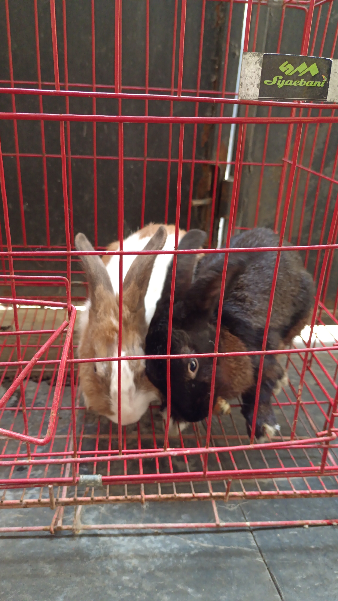 Two rabbits, one brown and white and the other black, are housed in a red metal cage. The cage is situated outdoors on a concrete surface. A faded sticker with the brand name "Syaebani" is affixed to the upper right side of the cage. The scene appears to be a stall or market in West Jakarta, Indonesia, possibly a pet vendor.