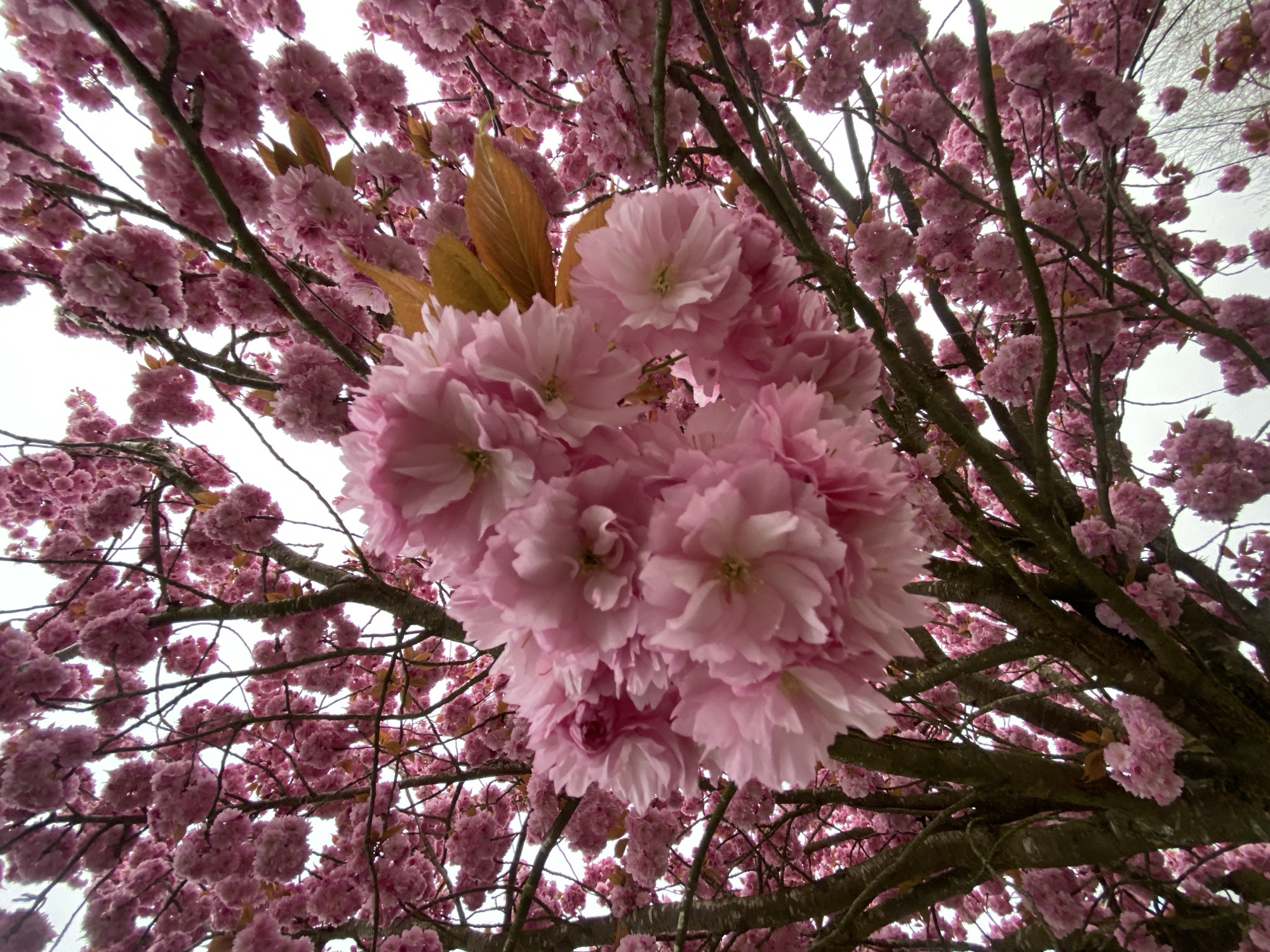 The image shows a low-angle view of a blooming pink Kwanzan cherry tree. The tree is densely covered in pom-pom-like clusters of double-petaled pink blossoms. Some brown leaves are visible among the pink flowers. The branches are visible, extending in various directions and densely packed with flowers. The sky is visible through gaps in the branches and appears to be overcast. The location is Truchtersheim, France, based on the known associations of similar images. There are no people visible in the image.