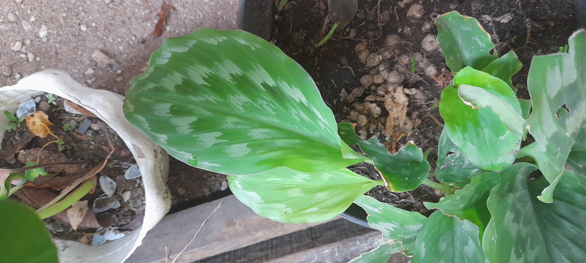 The image shows two potted plants. The pot on the left is white and contains soil with some stones and dried leaves. A green plant is growing in the pot. The pot on the right is black and also contains soil. A green plant with patterned leaves is growing in this pot. The background shows a textured surface, possibly the ground or a ledge. The image appears to be taken outdoors, possibly in a garden or on a patio. The location is Buketteukuh, Indonesia, though there is no supporting information in the image to confirm this.