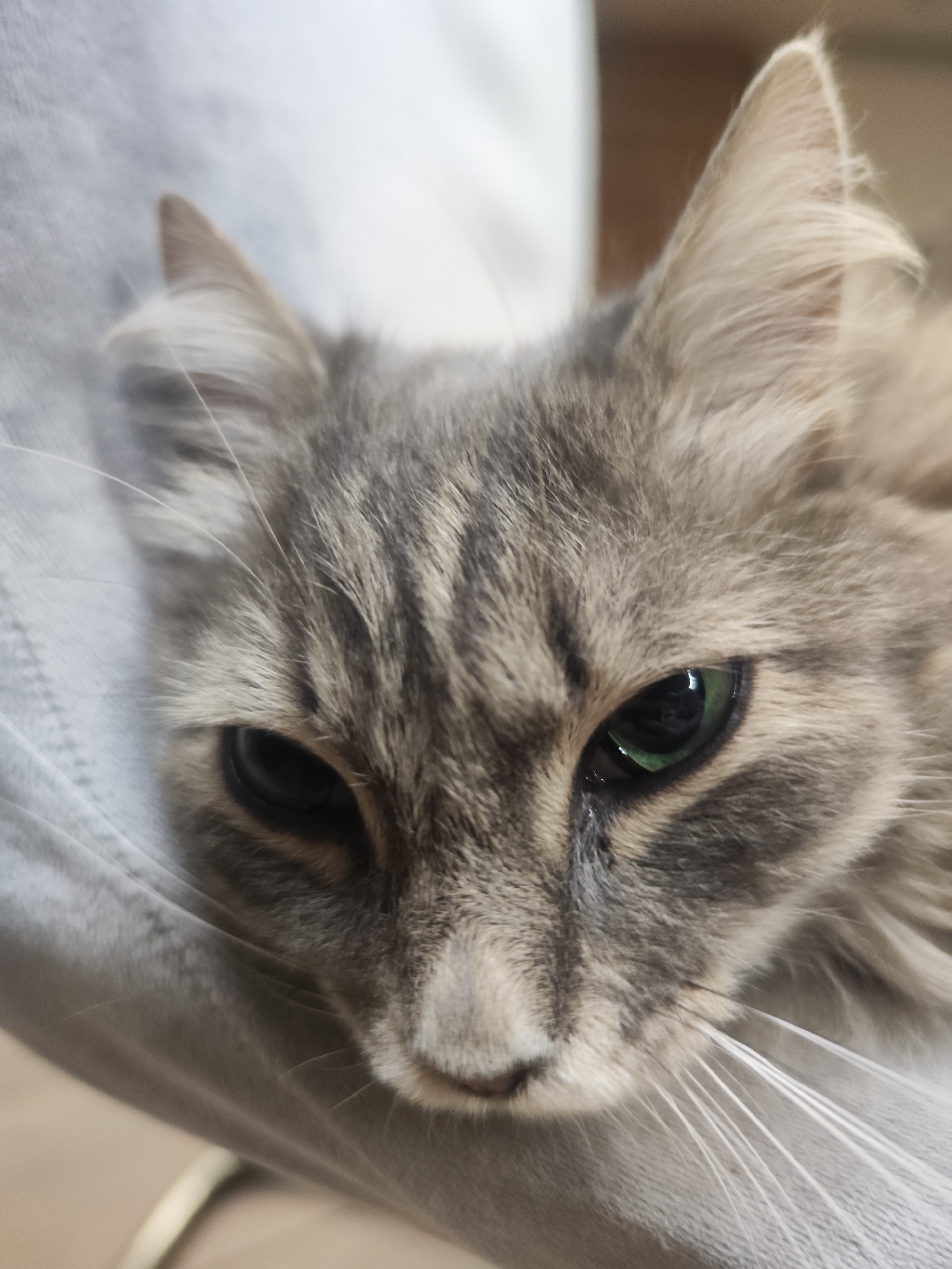 A close-up shot shows a gray tabby cat resting on a gray garment. The cat's face is angled towards the viewer, with its green eyes partially closed. The cat's whiskers are white and prominent. The background is blurred. Location: Unknown, Unknown.