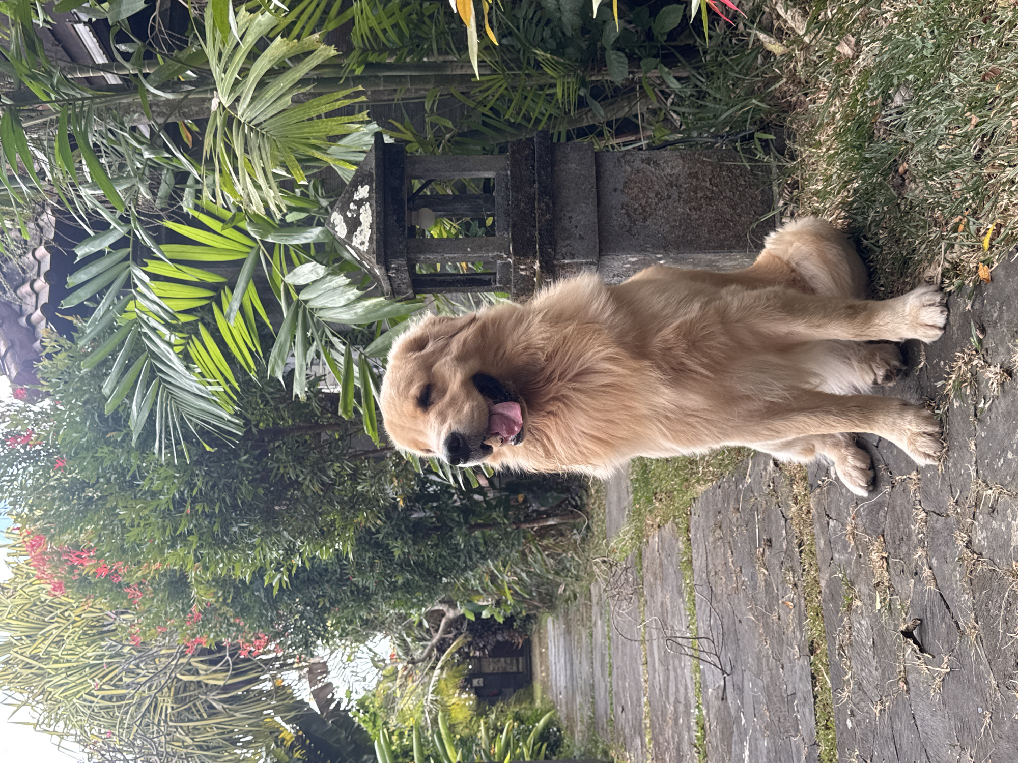 A golden retriever dog is sitting on a stone pathway in a garden with lush tropical foliage. The dog is facing to the right of the frame with its mouth open and tongue hanging out. In the background, there is a stone lantern and a variety of green plants and trees, including palm fronds and flowering bushes with red blossoms. The pathway is made of large, flat stones laid out in a staggered pattern, with grass growing in the gaps between them. The environment suggests a peaceful, outdoor setting, possibly in Kuta Selatan, Indonesia, known for its tropical gardens and resorts.