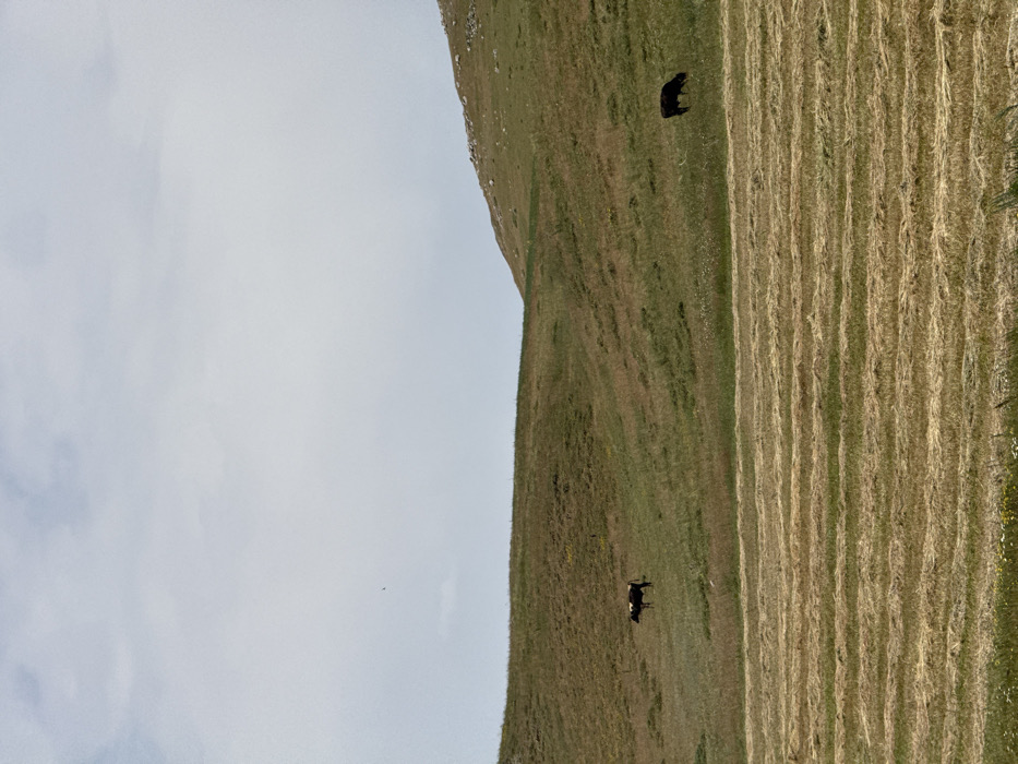 The scene depicts a rural landscape in Gegharot, Armenia, under an overcast sky. The foreground shows a field of recently mown hay, laid out in distinct horizontal rows. Behind this, a sloping hill covered in green and dry brown grass extends across the midground. Two bovine subjects are present on this hill: a black and white cow stands on the left, facing right, and a dark brown cow is positioned on the right, with its head lowered, appearing to graze. The background features additional hilly terrain, with some exposed rock formations visible near the crest of the hill on the right. The sky, occupying the upper half of the image, is uniformly light grey and cloudy. A small, dark, airborne object is discernible in the upper left quadrant of the sky. No human subjects are visible.