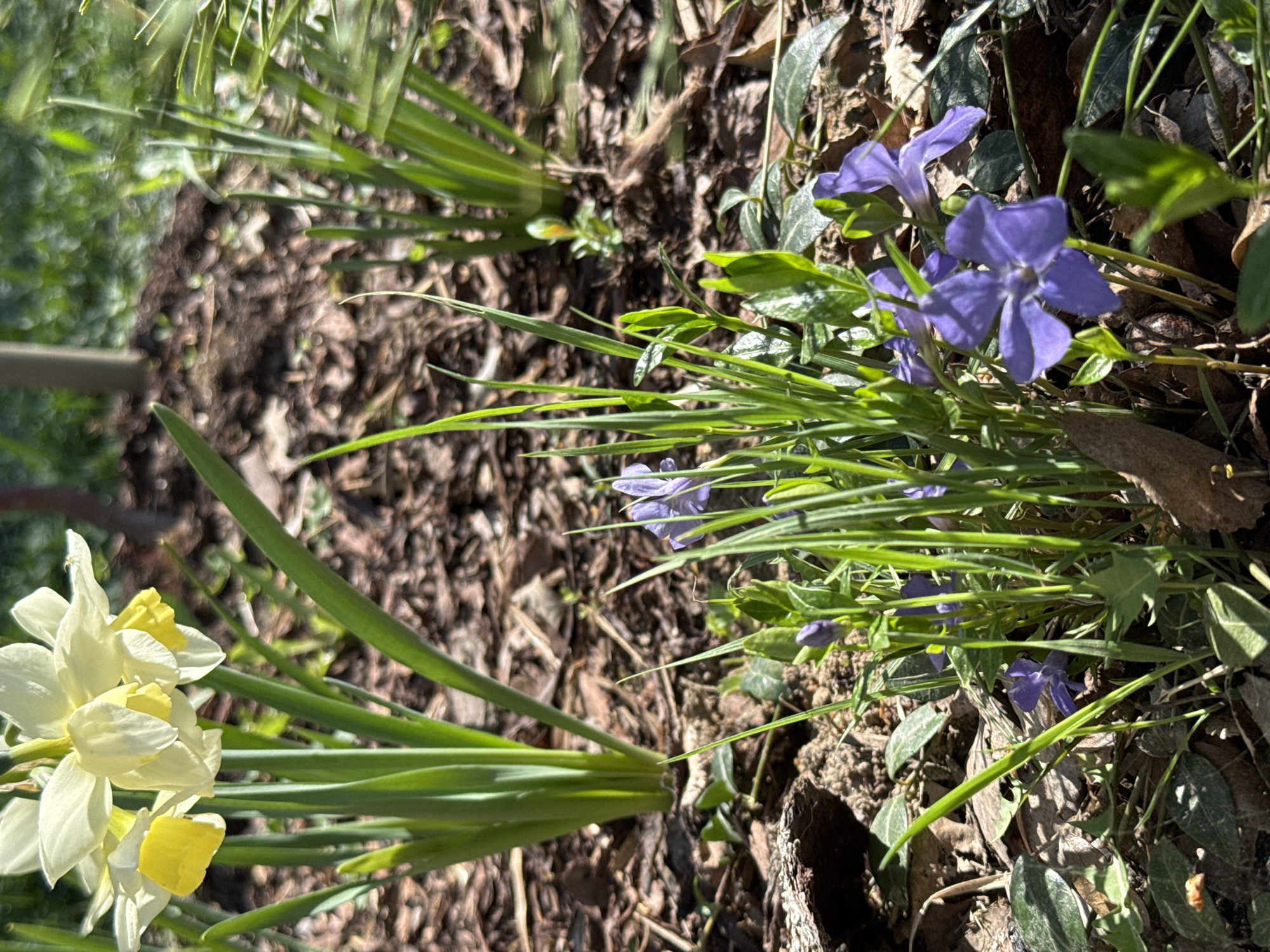 The image depicts a close-up view of a garden or naturalized area, likely within a residential or park setting. It cannot be placed in the city of Steklyannyi, Russia. In the foreground, there are white and yellow daffodils in bloom. Adjacent to the daffodils are clusters of blue periwinkle flowers growing among mulch, scattered leaves, and green ivy. The background is blurred, suggesting a shallow depth of field and a focus on the flora in the immediate foreground. The lighting is bright, indicating a sunny day. The ground appears to be covered with soil, decaying leaves, and wood mulch, a typical ground cover in a garden setting.