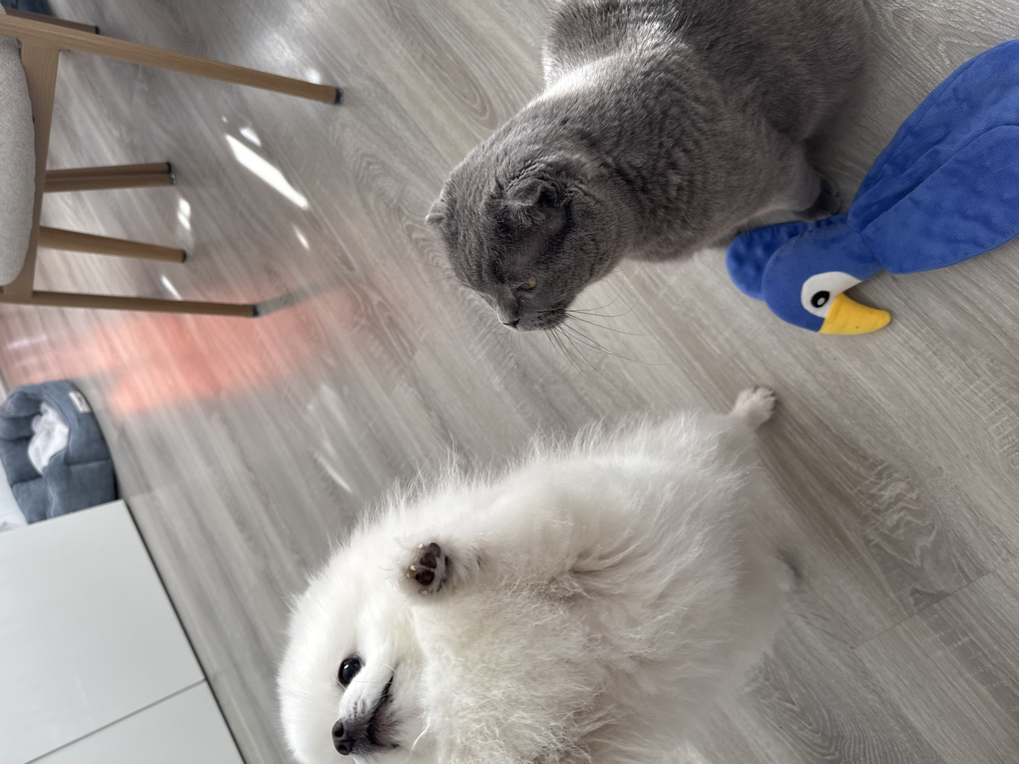 A top-down, slightly angled shot depicts a gray Scottish Fold cat and a small, fluffy white dog on a light gray laminate floor. The cat is in the upper right of the frame, looking down towards the left. Next to the cat is a blue plush toy shaped like a bird with a yellow beak. The white dog is in the lower left of the frame, lying on its back with one paw raised in the air. The edge of a chair with wooden legs is visible in the upper left corner. In the background, a dog bed is partially visible near the bottom left corner of the frame. The scene is well-lit, suggesting an indoor setting, possibly a home. There are no identifiable signs indicating the location as Füssen, Germany.