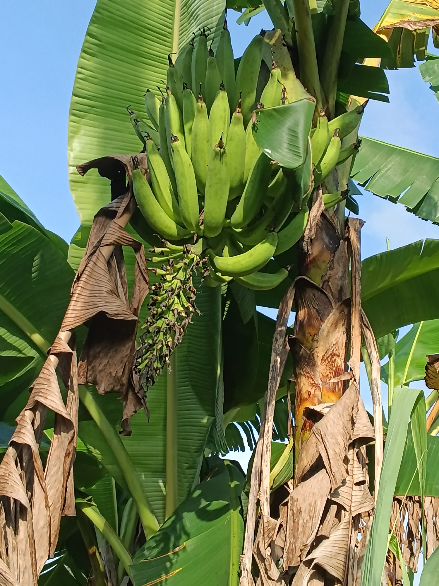 A bunch of green, unripe bananas hangs from a banana tree against a clear blue sky. The tree has large, vibrant green leaves, some of which are partially dried and brown, giving the scene a natural and rustic feel. The trunk of the banana tree is visible and appears fibrous and textured, with some dried leaf sheaths hanging loosely. The image is taken from a low angle, looking up towards the bananas and the sky.