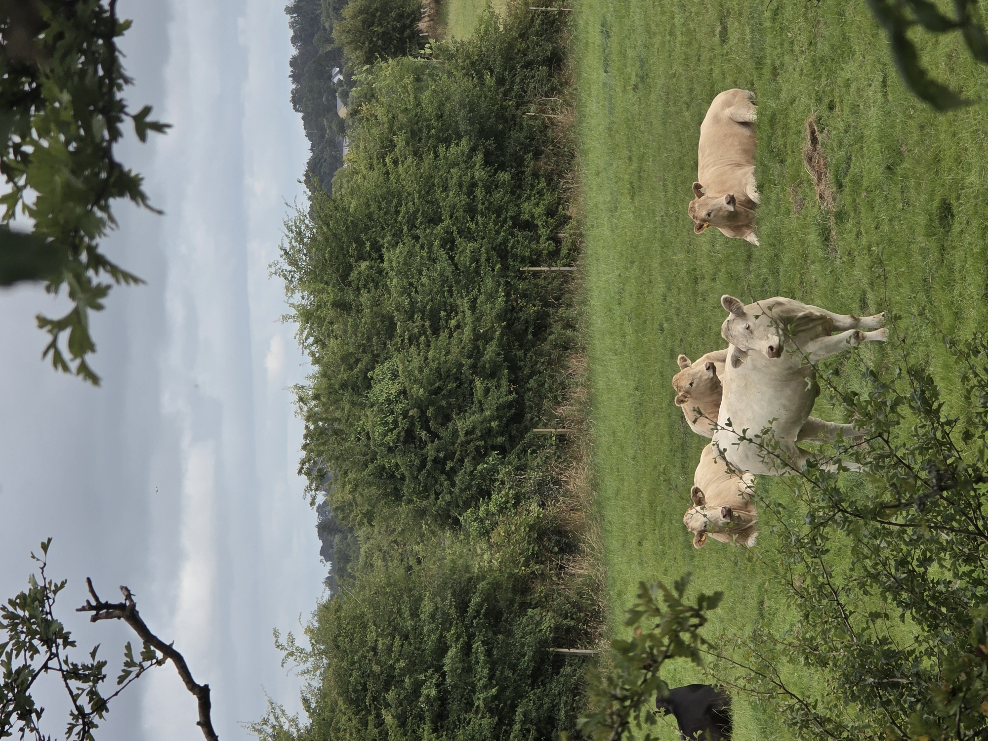 In a verdant pasture on a cloudy day in Claremorris, Ireland, five cows are present. The foreground features a black cow lying down on the left, partially obscured by green foliage. To its right, a light-colored cow is lying down, facing forward. A lighter-colored cow stands in the center foreground, looking to the left. Behind these, two more light-colored cows are visible, one lying down and the other standing, both facing right. A dense line of green trees borders the pasture in the background, with a gentle slope of hills and a few houses visible in the distance. The sky is overcast with clouds.