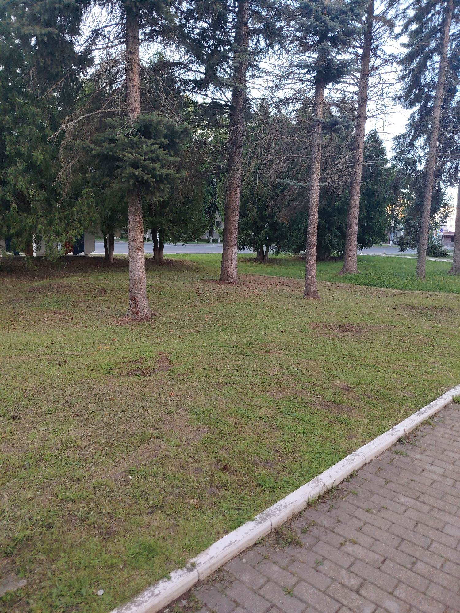 The image depicts a park-like area with several tall evergreen trees, likely spruce or fir, with visible brown trunks and green foliage. The ground is covered in grass and scattered pinecones. In the background, a paved road is visible with some buildings and more trees beyond. A brick sidewalk with a white concrete curb lines the right edge of the frame. The lighting suggests it is daytime, possibly late afternoon, with soft light filtering through the trees. The scene appears to be a public outdoor space.