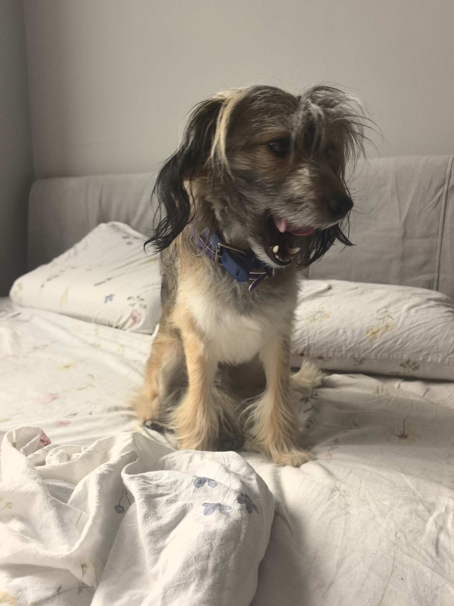 A medium-shot, eye-level photograph shows a scruffy, medium-sized dog with tan and dark brown fur sitting on a bed. The dog is facing to the right of the frame, with its mouth open and tongue visible. It is wearing a blue collar with a silver buckle. The bed is covered with white sheets that have a faint floral pattern. Behind the dog, there are two pillows, one covered with a pillowcase that has a similar floral pattern. The wall behind the bed is a light gray color. The lighting in the room appears to be dim, likely artificial. The image does not provide any information about the specific location within Zima Juzhnaja, Russia.