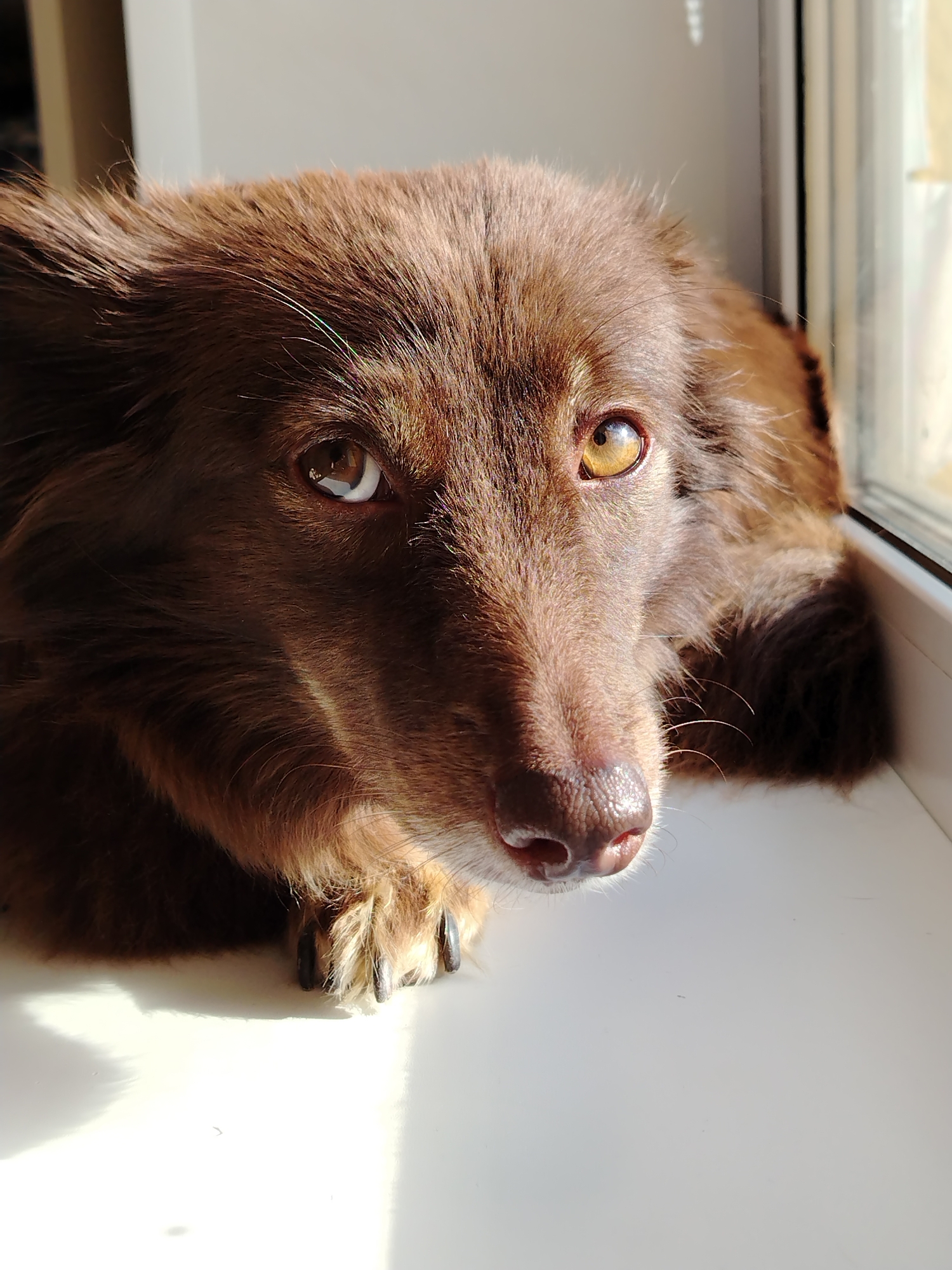 A close-up, eye-level, portrait of a brown, long-haired dog is resting its head on a white surface, possibly a windowsill, in front of a window. The dog's head is positioned slightly to the right of the frame, with its gaze directed towards the viewer. Sunlight from the window illuminates the dog's face, highlighting its amber-colored eyes and the texture of its fur. Its paws are visible resting on the surface in front of it, with dark claws. The background consists of a blurred interior space and the bright exterior visible through the window. The image has a shallow depth of field, with the dog's face in sharp focus and the surroundings blurred. There are no people or any identifiable landmarks to indicate its specific location in Noviy, Russia.