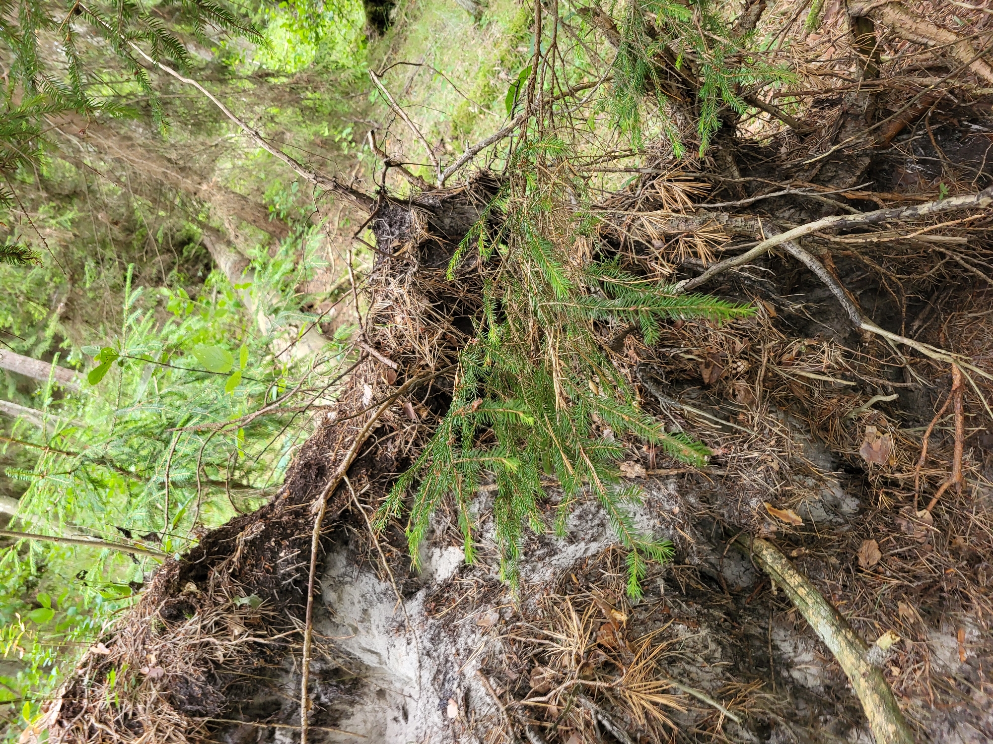 This image depicts a close-up view of the exposed root system of a fallen tree in a forest environment. The roots are tangled and covered with soil and dry pine needles. Young green spruce branches are growing among the roots, suggesting regrowth or nearby vegetation. The background shows a dense forest with various trees and green foliage, indicating a natural outdoor setting. The soil appears to be sandy and light-colored in some areas, particularly where the roots have been exposed. The lighting suggests it is daytime, with dappled sunlight filtering through the trees. There are no people or animals visible in the image. The scene is located in the city of Bērzciems, Latvia.