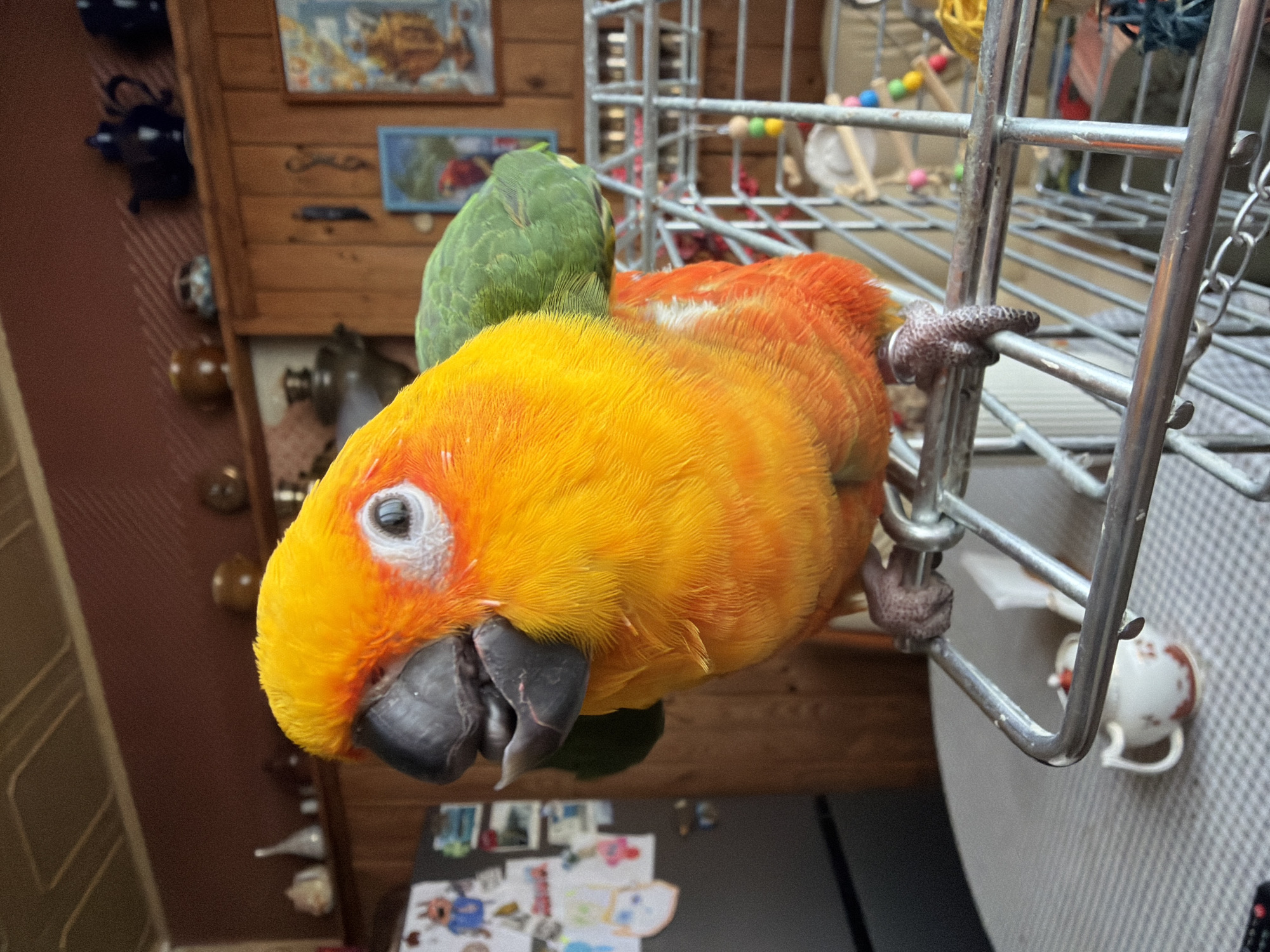 An eye-level, close-up shot captures a vibrant Sun Conure parrot hanging upside down from the bars of its metal cage. The parrot's head and chest are bright yellow, transitioning to orange on its back, with prominent green feathers on its wings. Its large, dark eye, outlined in white, looks directly towards the viewer, and its black beak is slightly agape. One of its scaly feet firmly grips a horizontal bar of the cage.
The background reveals a domestic indoor setting, indicated as Khimki, Russia. Behind the parrot, a wooden wall or cabinet features various decorative objects: small, dark teapot-like items on shelves, and framed pictures. One larger picture shows what appears to be a fish or marine life, while a smaller blue-framed picture shows green and red elements. Inside the cage, colorful bird toys, including wooden beads on a string and a yellow woven toy, are visible. Below the parrot, a table surface is partially seen, covered with what looks like papers or drawings, and a small decorative white and red teacup or pitcher. The overall impression is of an active, curious pet in its home environment, likely during the daytime. No visible text is present in the image.
