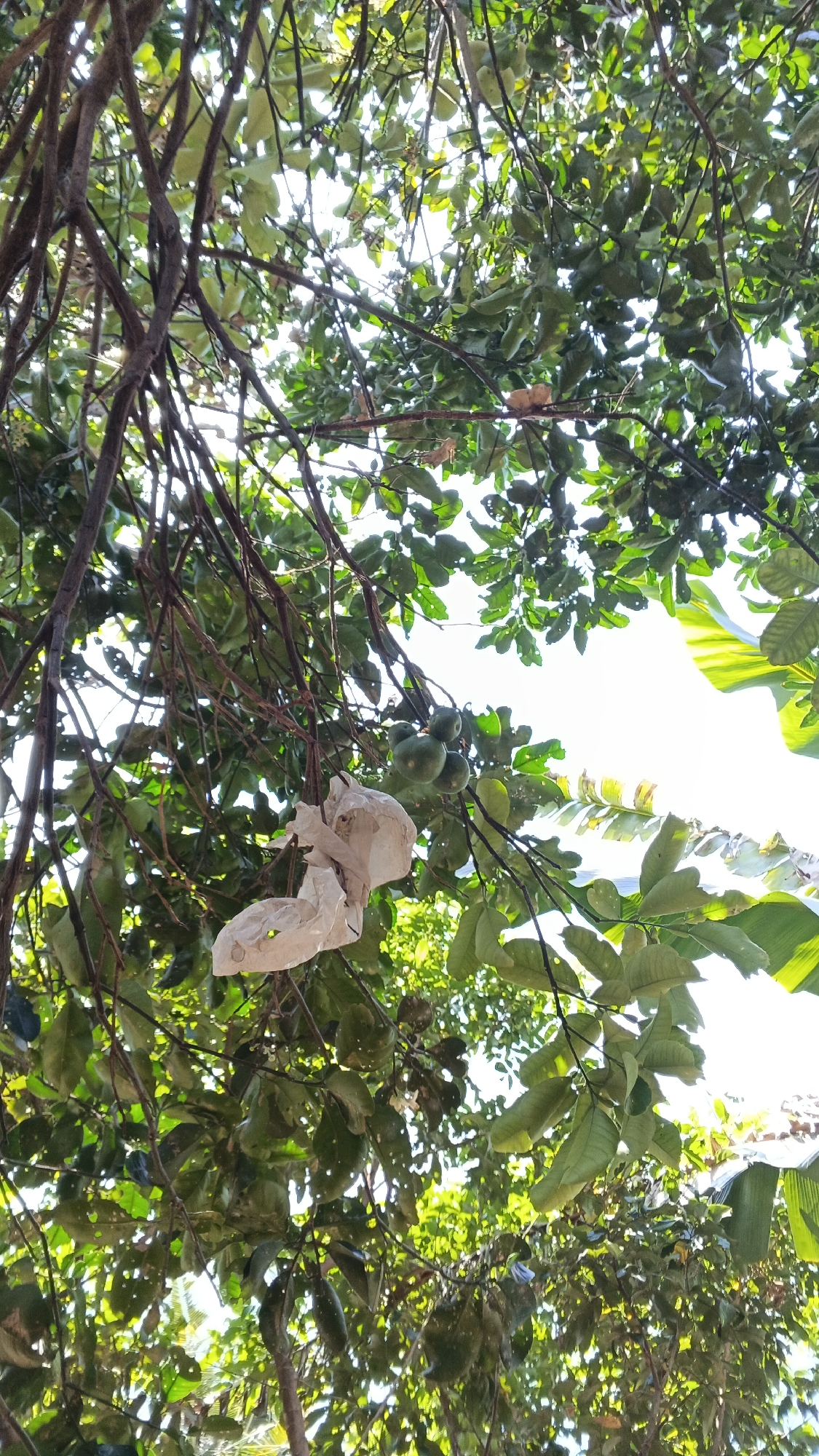 The image, taken in Karangjati, Indonesia, depicts a close-up view looking upwards through the branches and leaves of a tree. Several green fruits, possibly guavas, are visible hanging from the branches. A crumpled piece of white paper is also snagged on one of the branches. The foliage is dense and green, with sunlight filtering through the leaves, creating a dappled effect. The background is bright, indicating a sunny day, and hints of other vegetation and possibly a roofline are discernible in the distance. There are no people present in the frame.