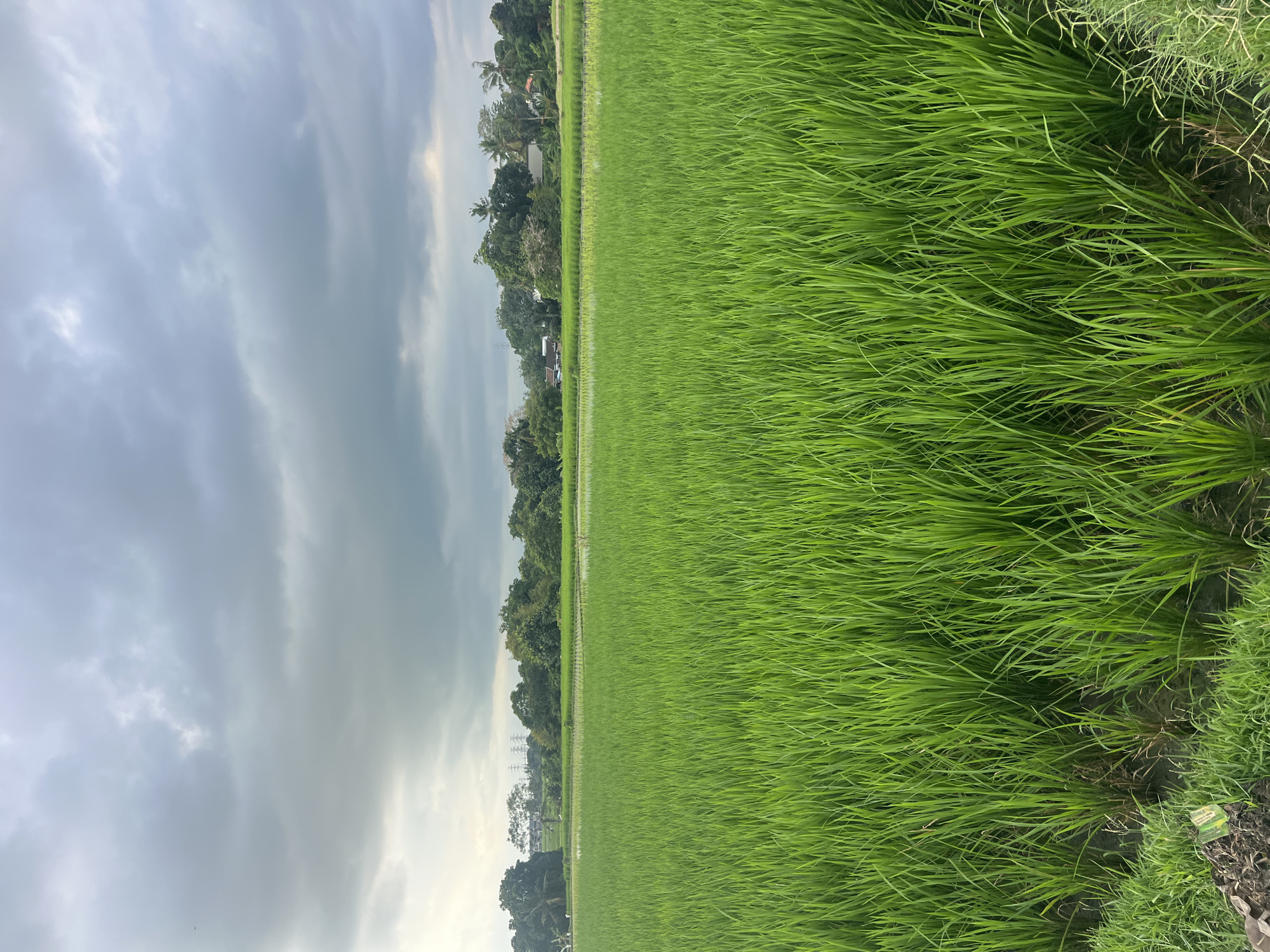 The image depicts a vast, verdant rice paddy field in Kediri, Indonesia, under a dramatic, overcast sky. The foreground is dominated by densely packed, bright green rice stalks, some of which are submerged in shallow water, creating a shimmering effect. The stalks are tall and uniformly vibrant, stretching towards the horizon.
In the mid-ground, the rice fields continue, with some areas appearing to be flooded. Beyond the rice paddies, a line of lush green trees forms a natural barrier. Interspersed within the tree line are several buildings, suggesting a rural or semi-rural village setting. The architecture of these buildings is not clearly discernible due to the distance.
In the background, the sky is filled with heavy, dark gray clouds, hinting at impending rain or a recent downpour. The light is diffused, casting a muted glow over the entire scene. The presence of some transmission towers can be observed in the far distance on the left, indicating proximity to infrastructure. No people or animals are visible in the image. The overall atmosphere is serene and natural, characteristic of agricultural landscapes.