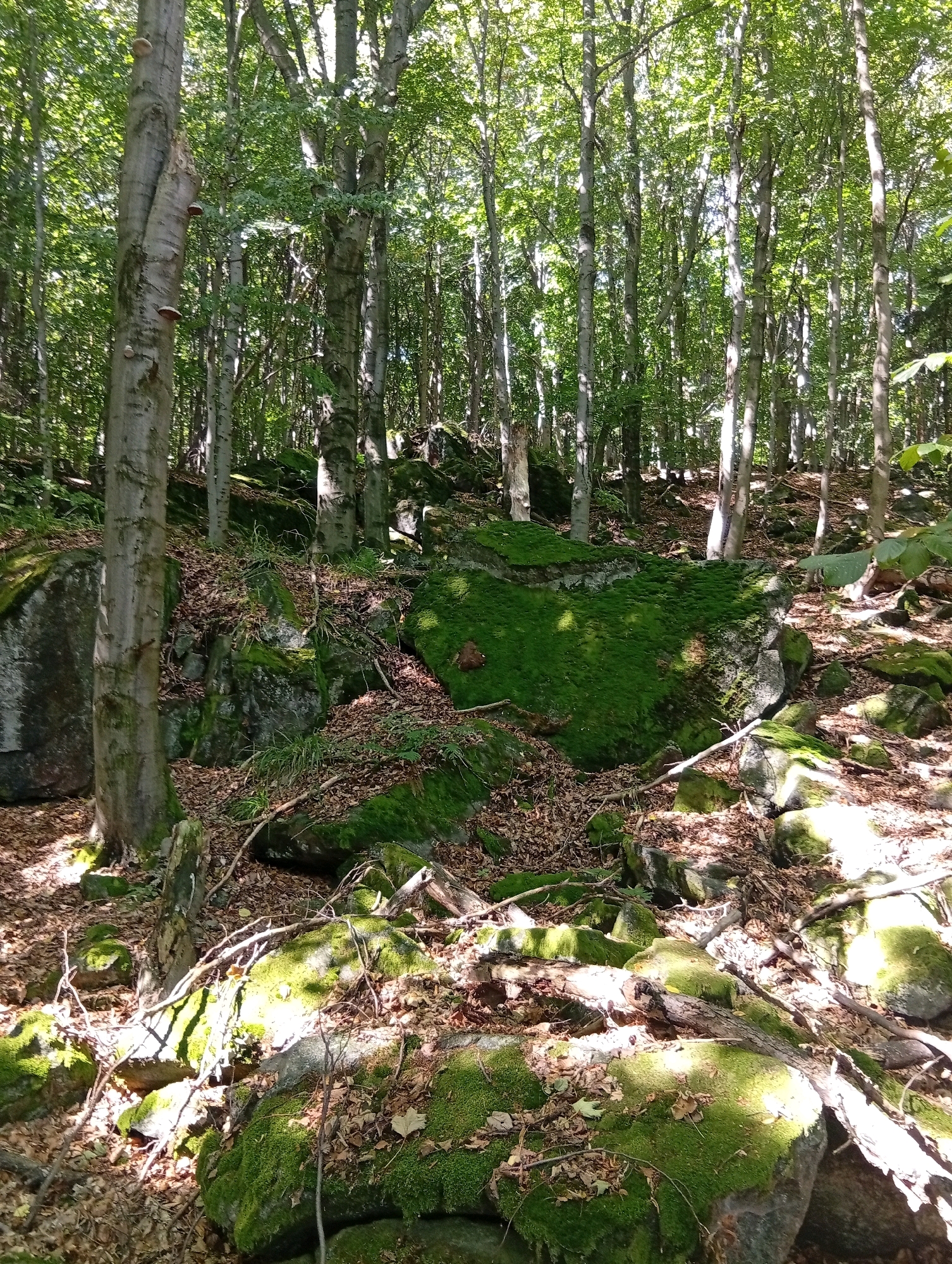 This is a naturalistic photograph taken in a forest near Sobótka, Poland. The scene is dominated by a dense deciduous forest with tall, slender trees, their trunks appearing light gray and white. Sunlight filters through the canopy, creating dappled patterns of light and shadow on the forest floor. The ground is uneven and covered with large, moss-covered rocks, fallen leaves, and scattered branches. In the foreground, a large, prominent rock formation is heavily carpeted in vibrant green moss. Several smaller rocks and debris are scattered around it. The background shows a thick wall of trees and foliage, suggesting a deep forest environment. There are no visible people or animals in the image, and no signs of human activity other than the potential trail implied by the rocky, uneven terrain. The overall impression is one of a wild, untouched natural landscape.