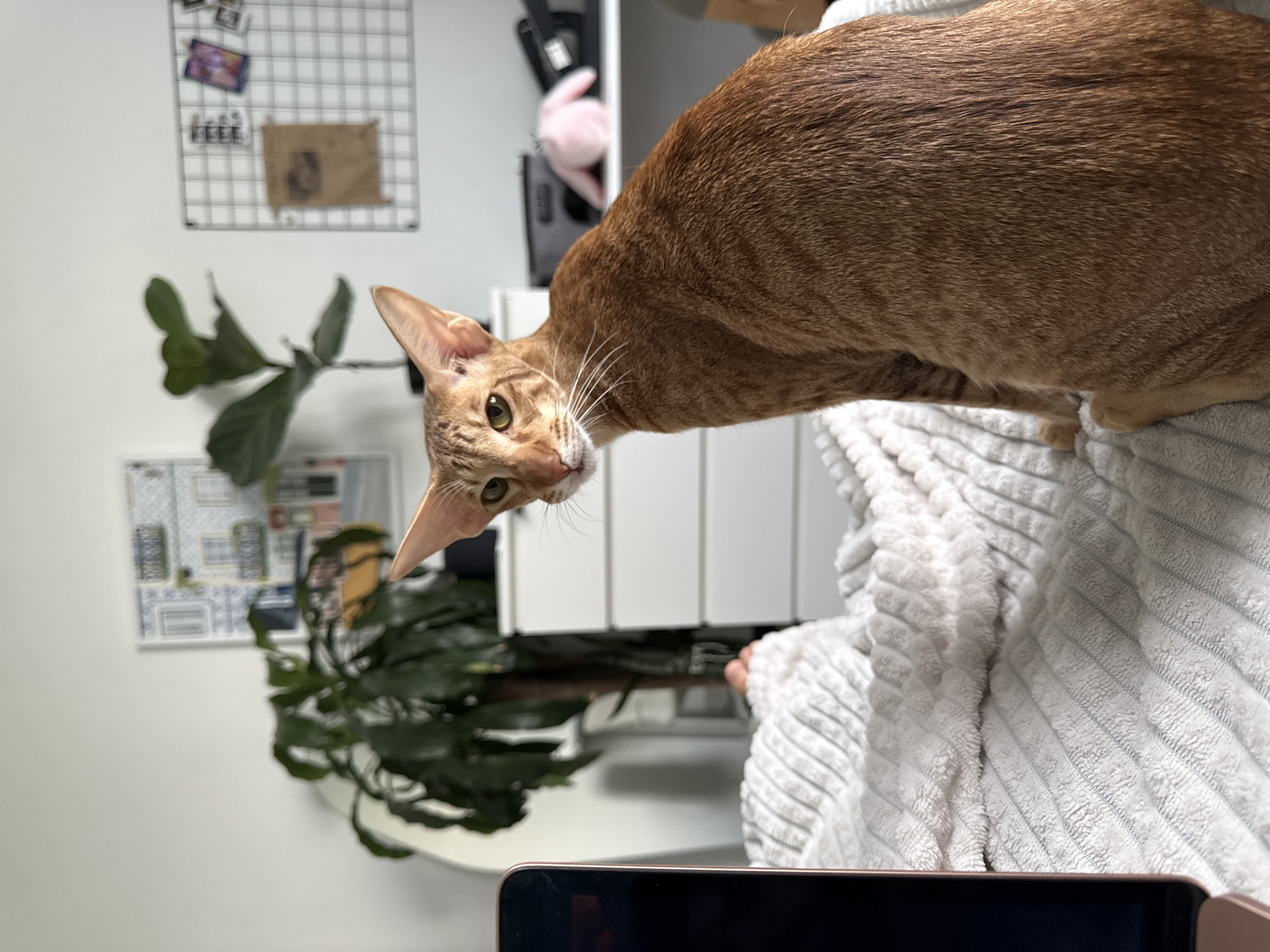 A light brown Oriental shorthair cat is perched on a white, ribbed blanket. It is looking down and slightly to the left with visible green eyes and white whiskers. The background includes a white wall, a wire grid with various small items attached, a green potted plant, and a white cabinet. A pink stuffed animal is partially visible on top of the cabinet. The bottom of the frame shows a portion of a dark-colored electronic device, possibly a tablet or laptop. There is no visual information to confirm the location of the image as Khimki, Russia.