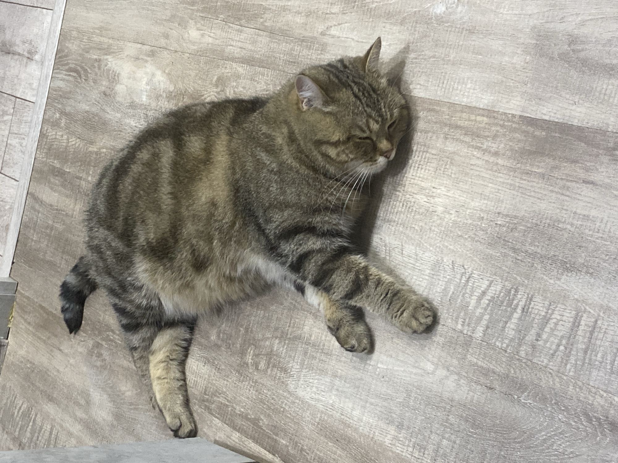 A domestic tabby cat is depicted lying on its left side on a light-colored wooden or laminate floor in the city of Unknown, Unknown. The cat's fur displays a brown and grey striped pattern, with lighter coloration on its paws and underside. Its head is resting on its right front paw, and its eyes appear closed, indicating a state of rest or sleep. The tail, with a darker tip, is partially visible in the upper left quadrant of the image. The floor consists of multiple planks oriented horizontally, exhibiting distinct wood grain patterns and subtle variations in tone. A vertical, light grey surface, possibly a wall or furniture, is visible along the left edge of the frame. In the upper right corner, a thin, light-colored trim piece separates two sections of the flooring.