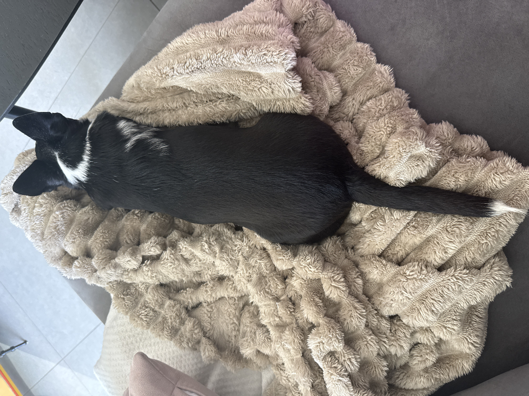 A black and white dog rests on a textured, tan-colored blanket. The blanket is placed on a gray surface. The dog is lying lengthwise with its head to the left and its tail to the right. The tip of its tail is white. A small portion of the floor is visible in the background. A small portion of a shelf is visible. An object in the bottom-left corner is partially visible. This image does not contain information regarding Tel-Aviv or Israel.