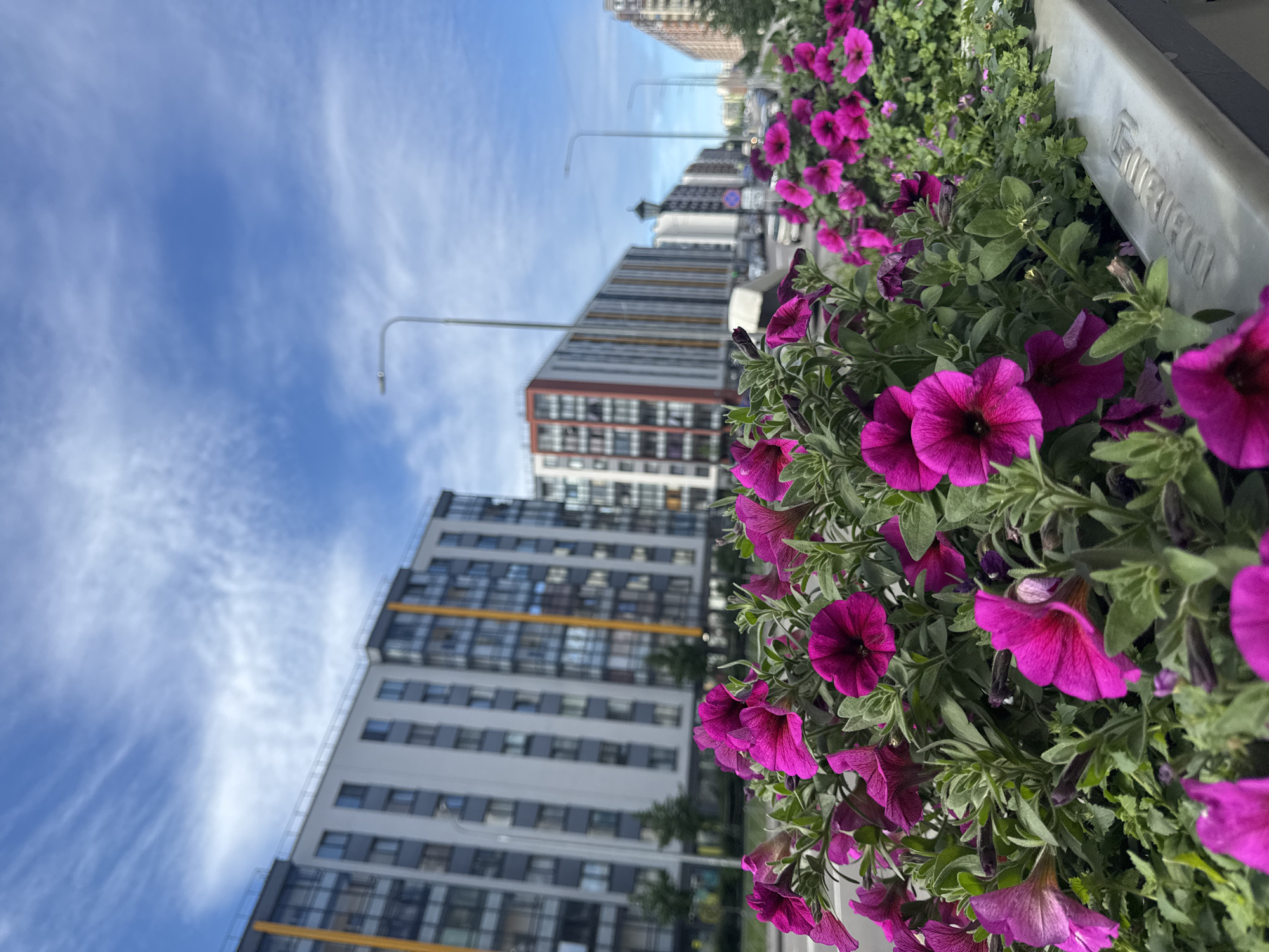 The image shows a streetscape in Saint Petersburg, Russia, with a focus on a flower bed of vibrant pink petunias in the foreground. Behind the flowers, modern multi-story apartment buildings with white facades and dark windows are visible. The buildings are characterized by their clean lines and balconies, with some featuring yellow and red accent elements. A street lamp is positioned between the flowers and the buildings, and further down the street, more buildings and parked cars can be observed. The sky is blue with scattered white, wispy clouds. The scene appears to be an urban residential area on a clear day.