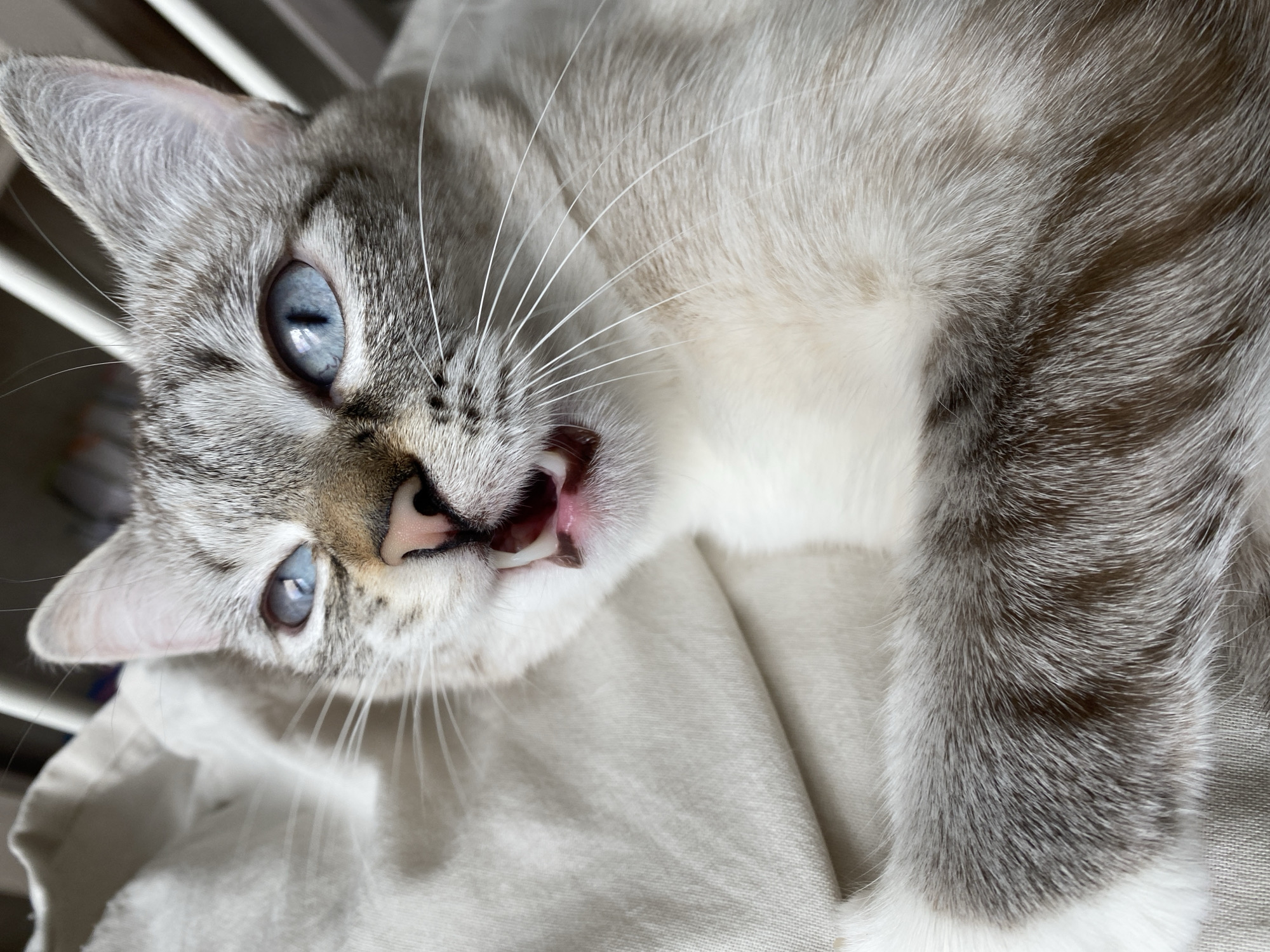 A close-up shot depicts a light gray and white cat with striking blue eyes, lying on a light-colored fabric. The cat is positioned at an angle, with its head tilted, exposing its teeth and pink tongue. The cat's fur appears soft, and the whiskers are long and white. The background includes a blurred white object, possibly part of furniture. The location of the image is not discernible, and there is no indication it was taken in Yekaterinburg, Russia.